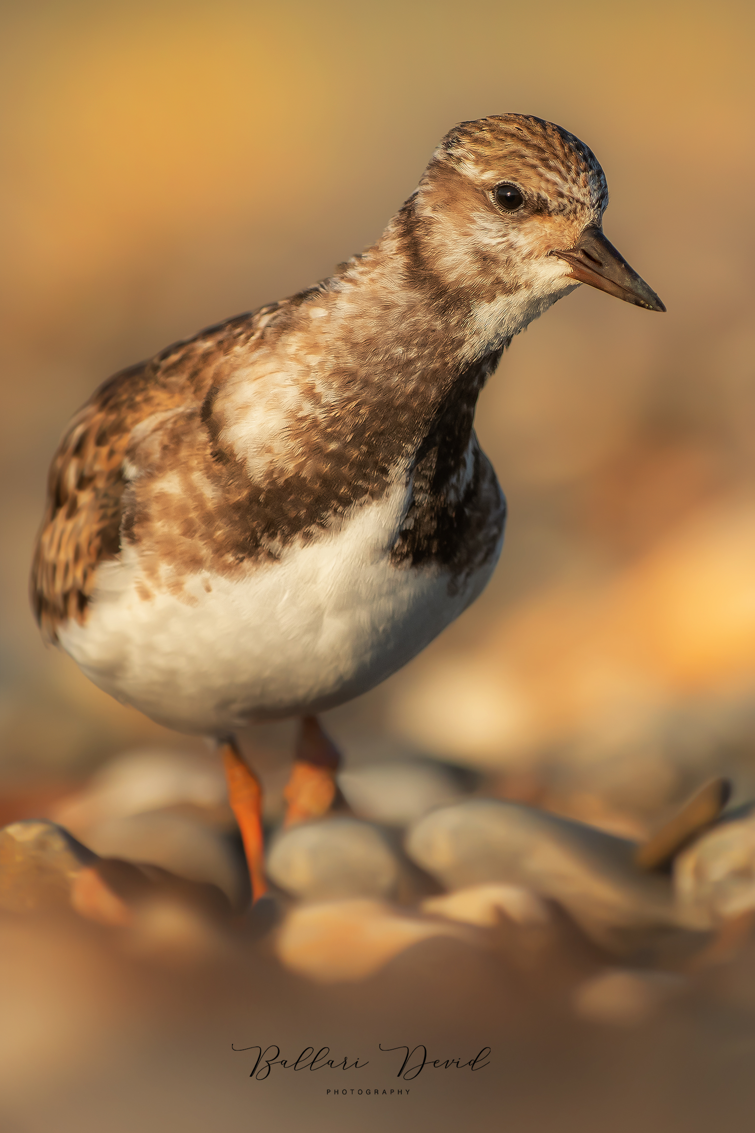 voltapietre alle prime luci