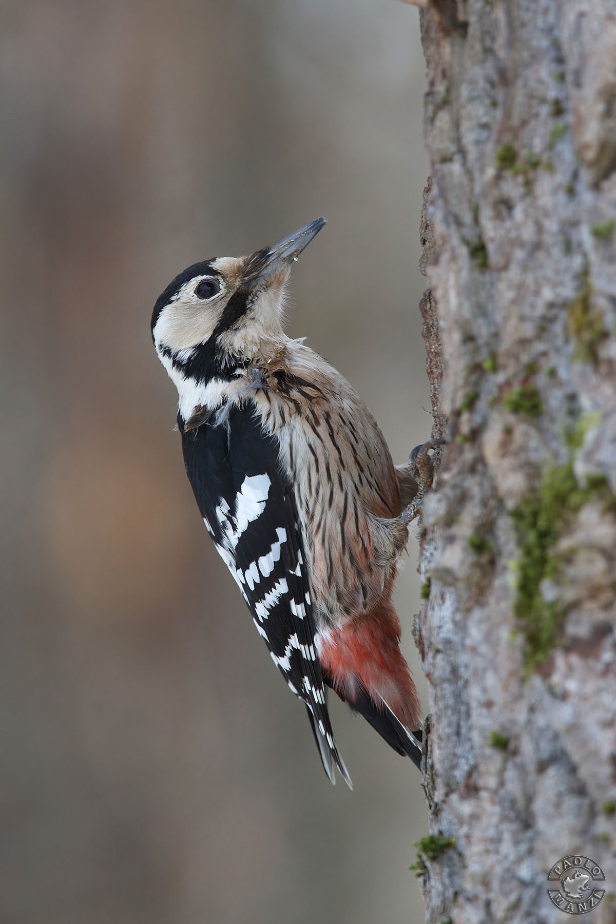 Picchio dorsobianco - Femmina