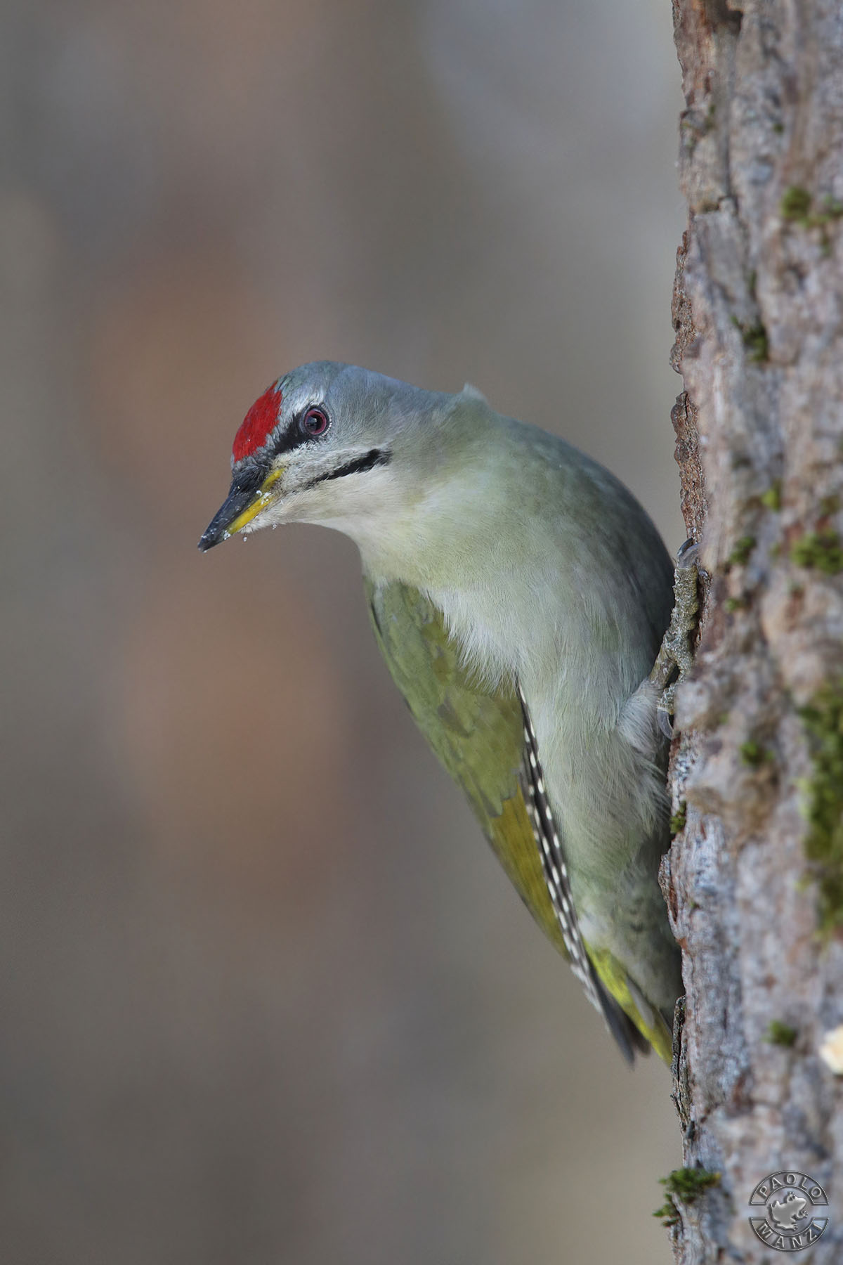 Picchio cenerino - Maschio
