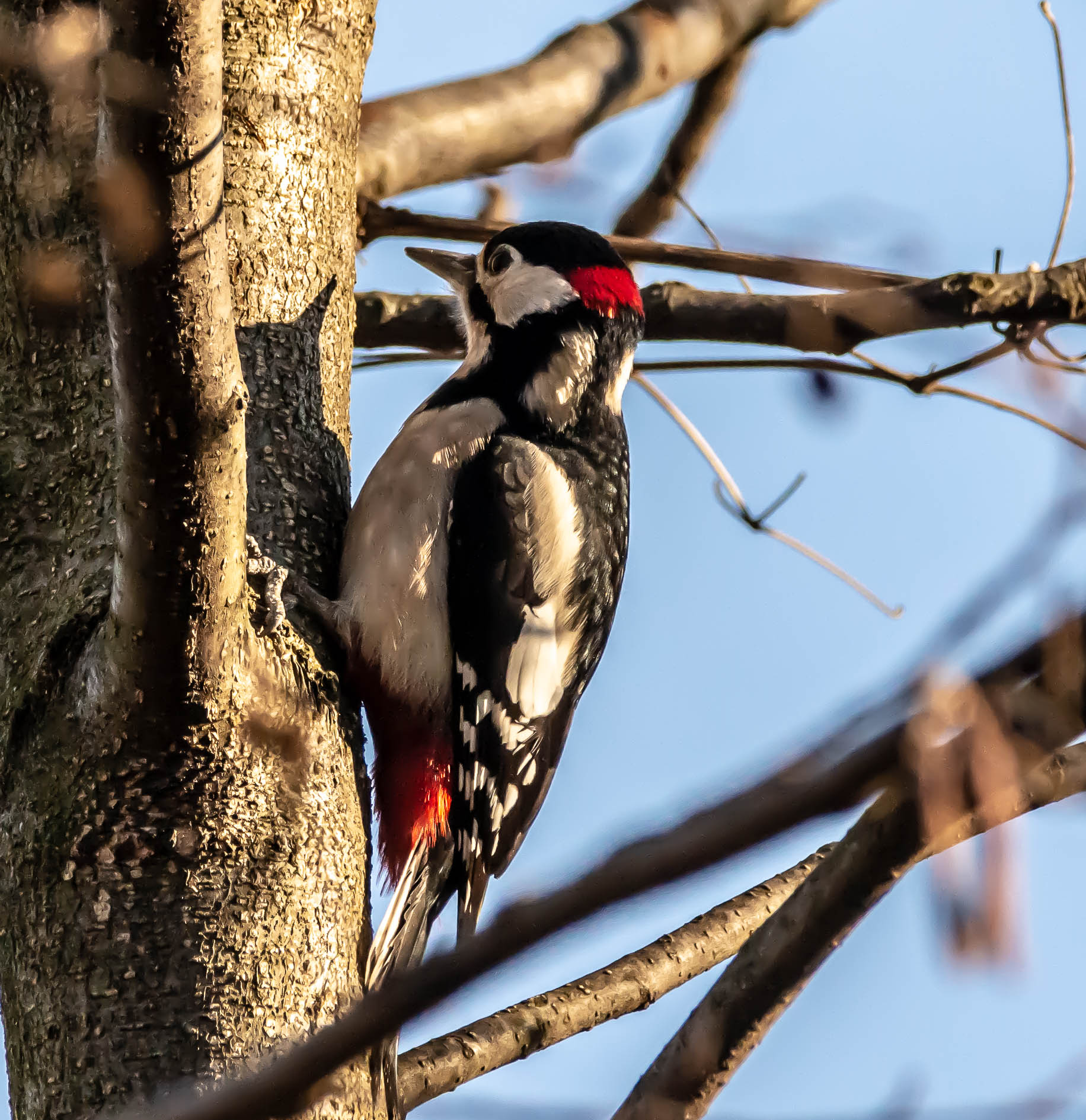 picchio rosso maggiore