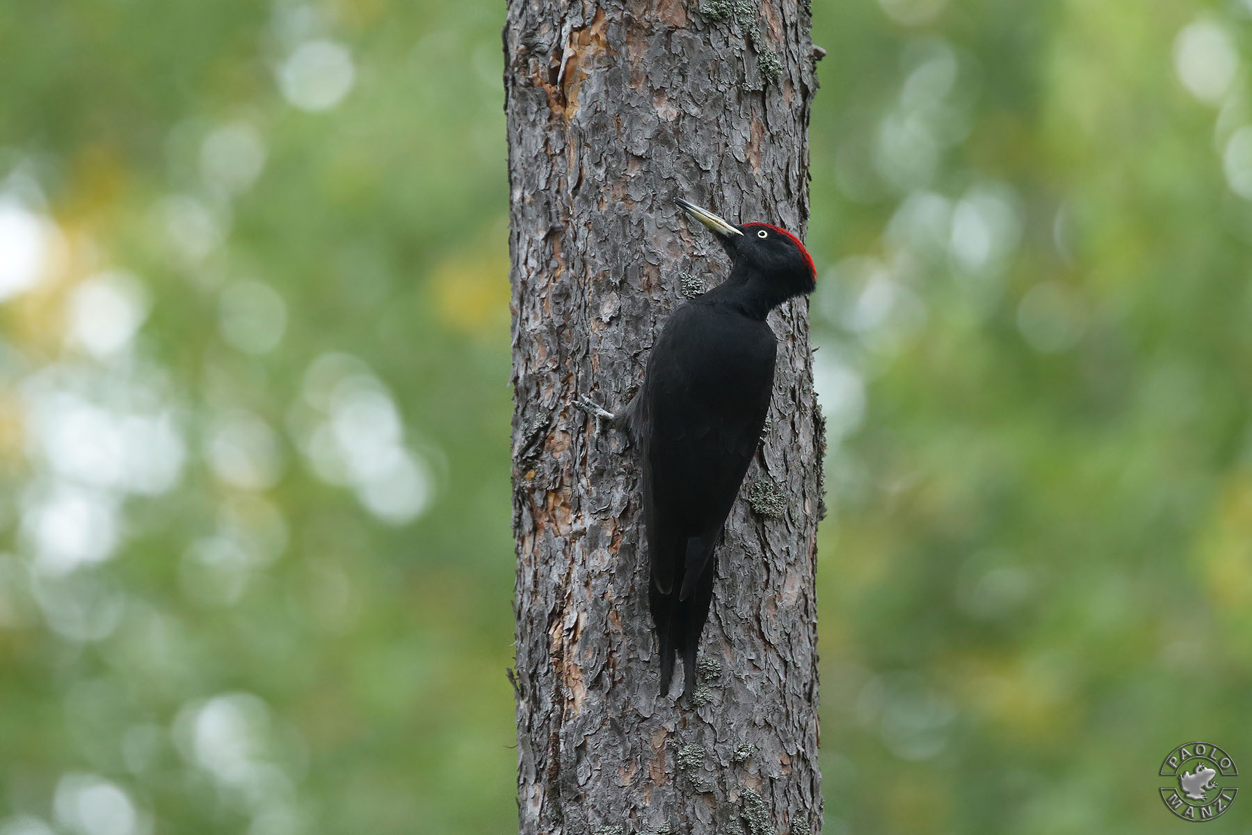 Picchio nero - Maschio