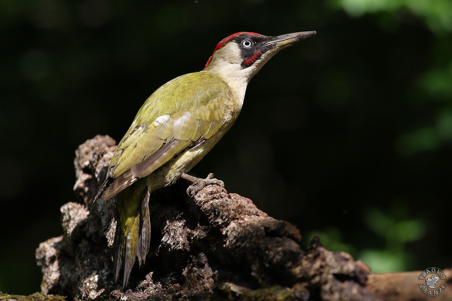Picchio verde - Maschio