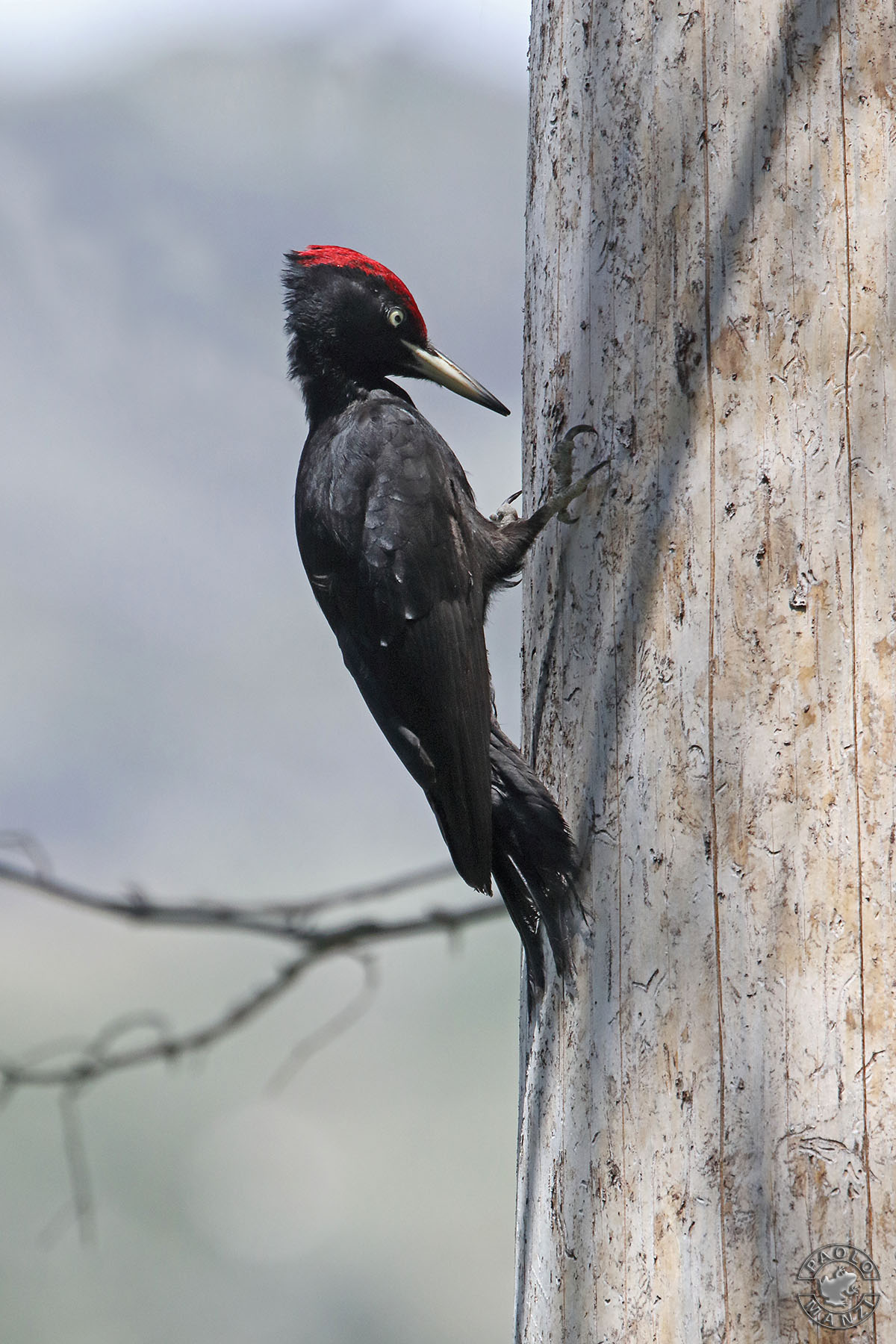 Picchio nero - Maschio