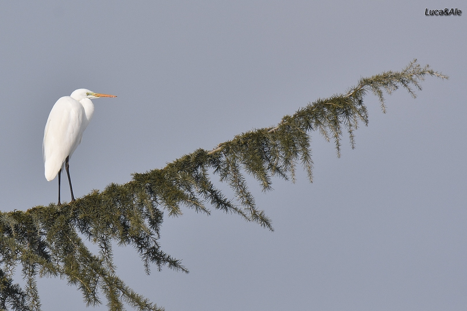 Greater White Heron