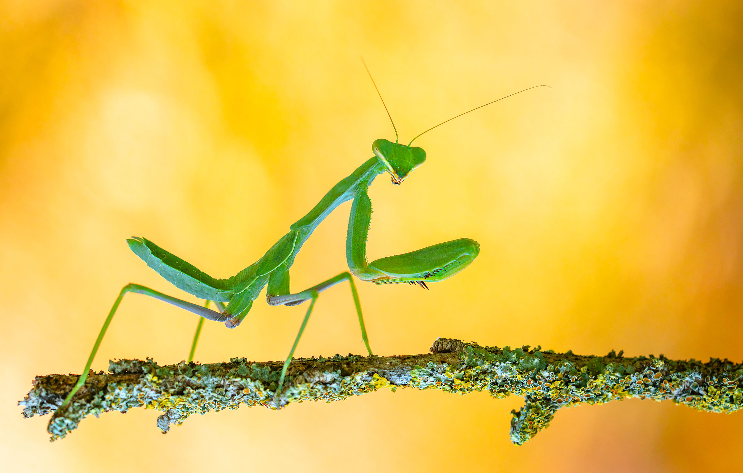 praying mantis