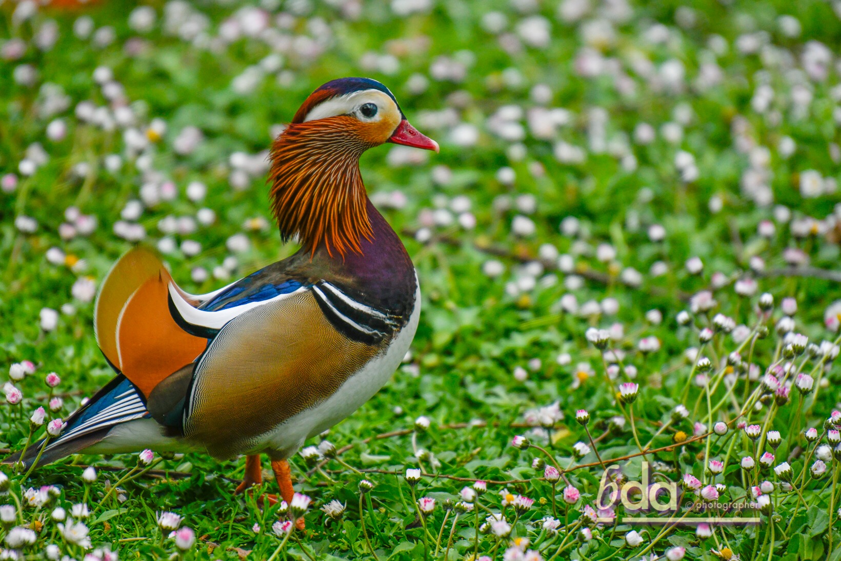 Mandarin Duck