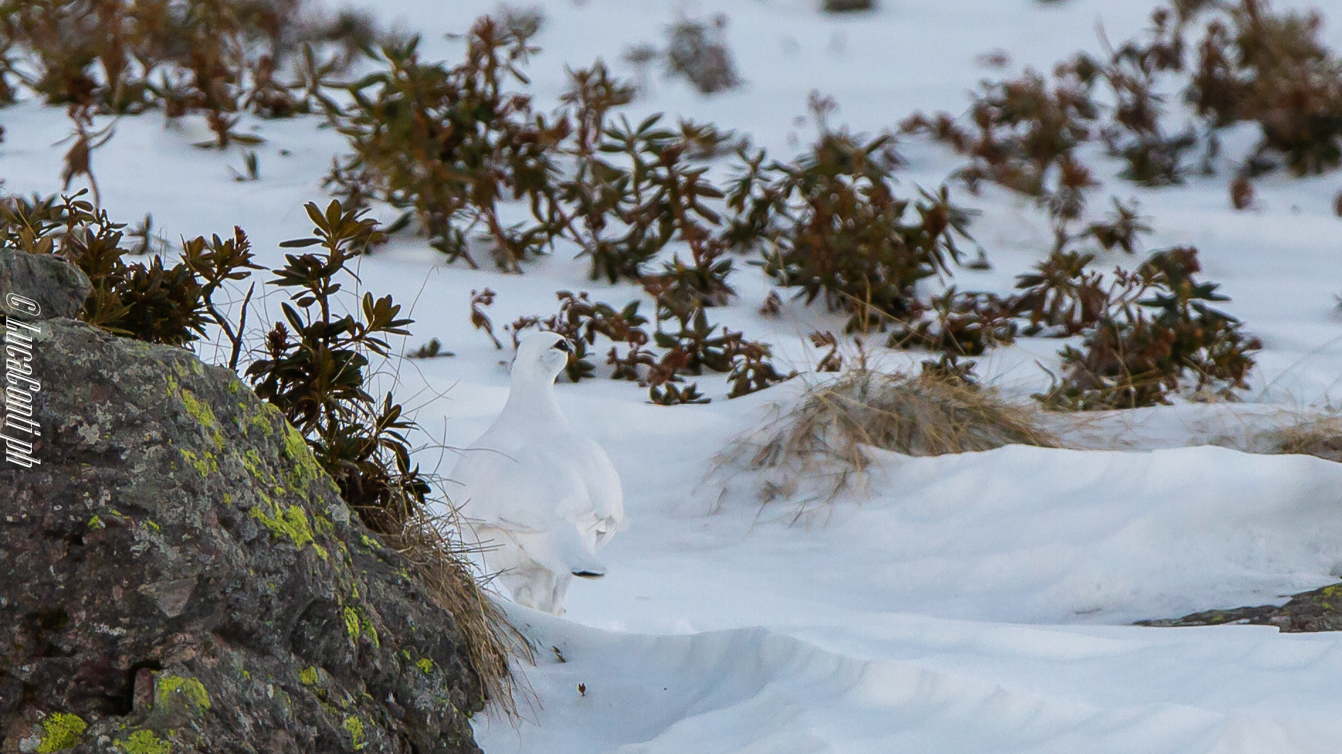 Gennaio 2019, Pernice bianca , Valsassina