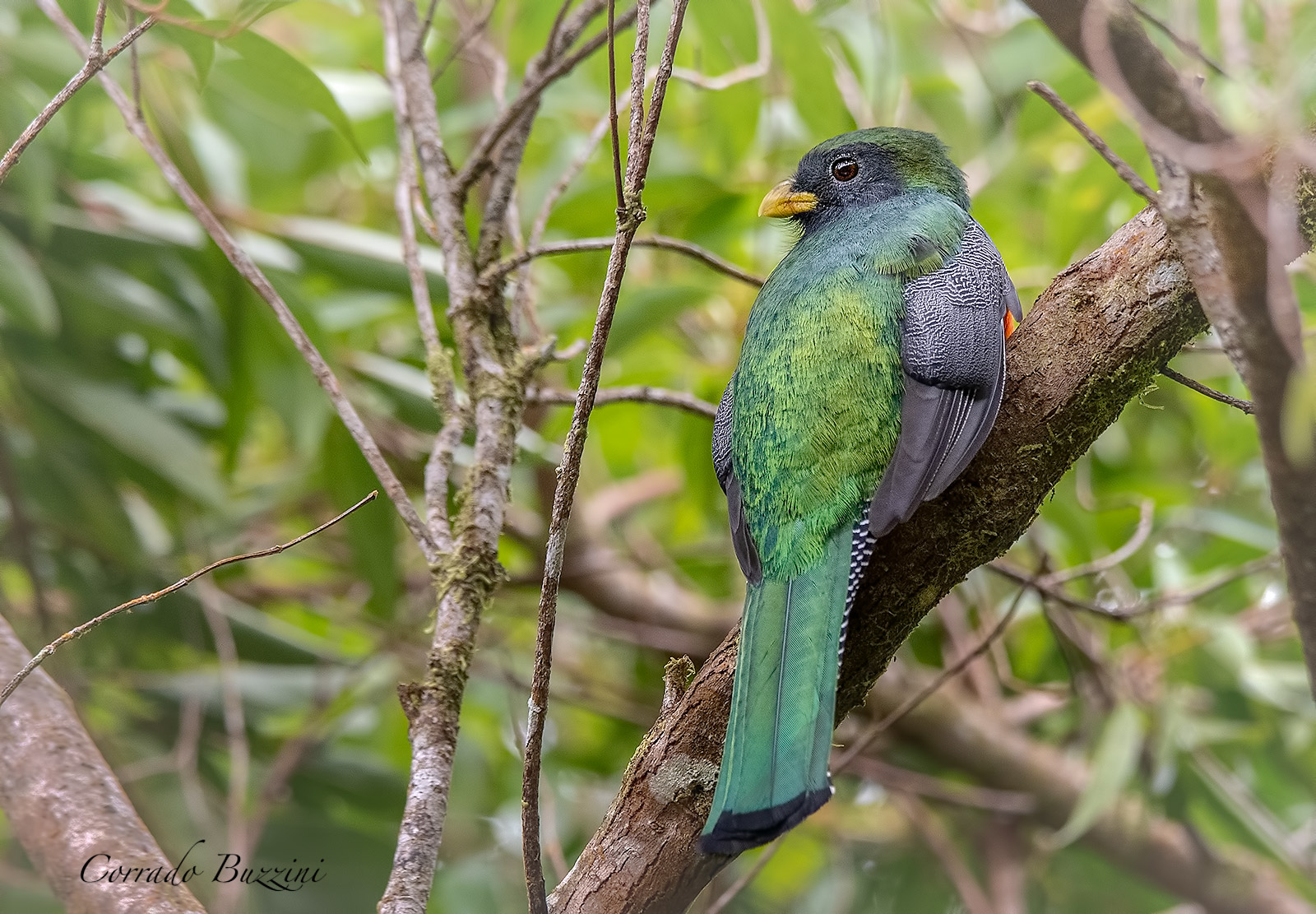 Orange bellied Trogon