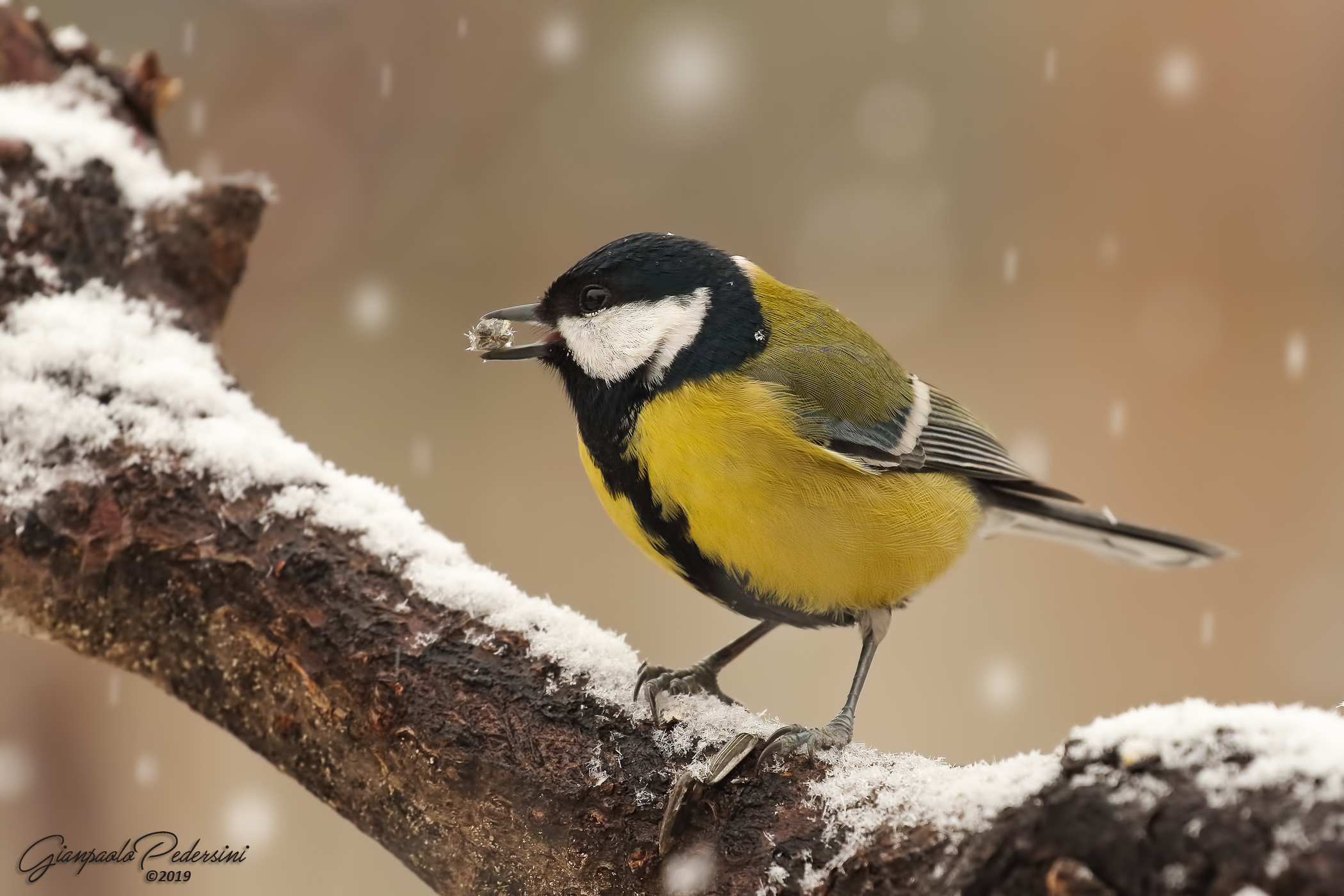 La neve (Cinciallegra)