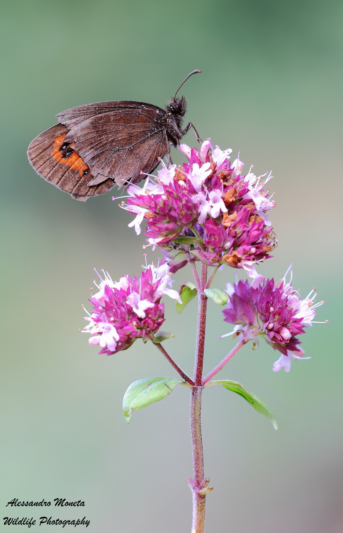 On the top step of the podium
