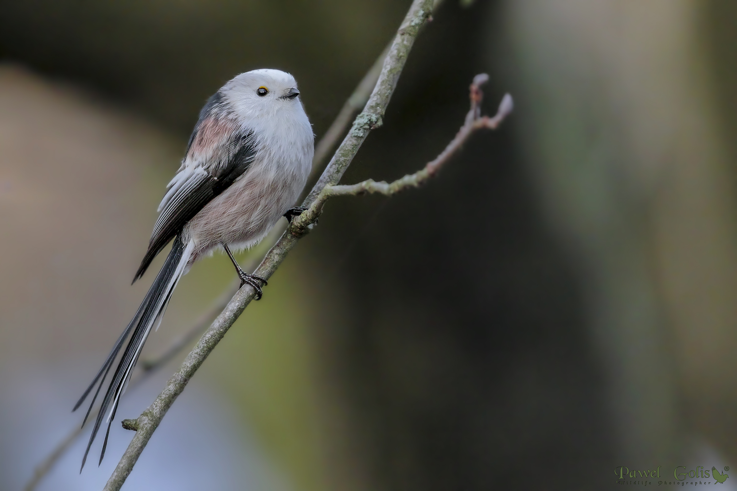 Bushtit dalla coda lunga (Aegithalos caudatus)