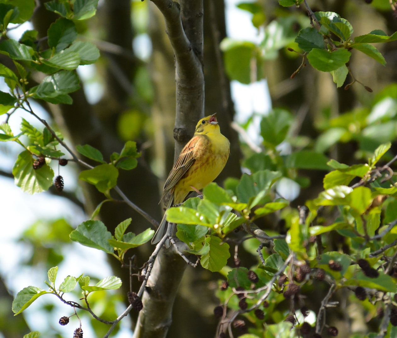 Emberiza citrinella