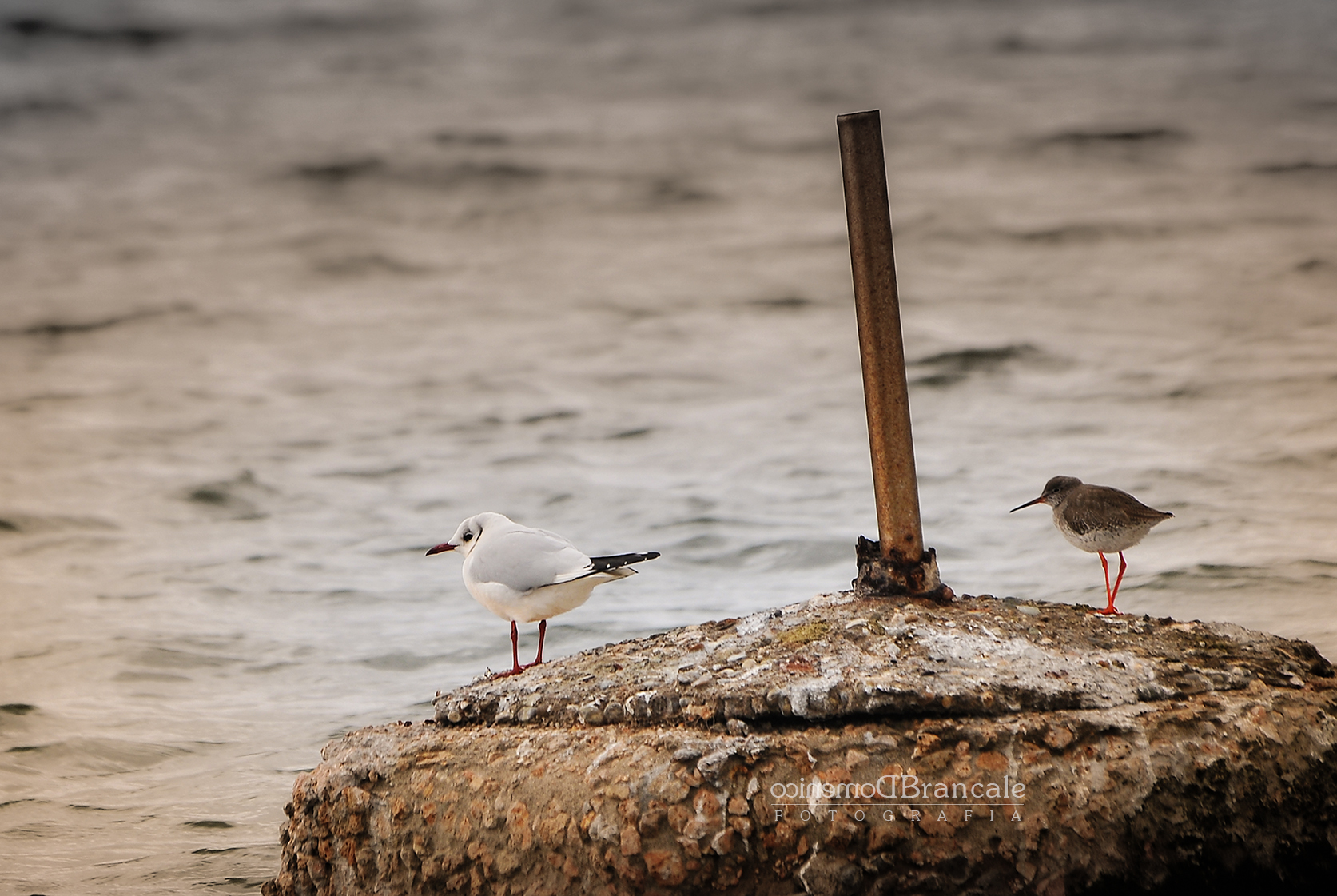 la pettegola e il fraticello