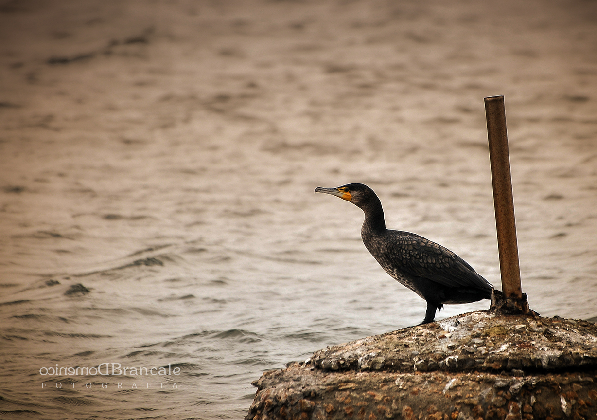 il cormorano