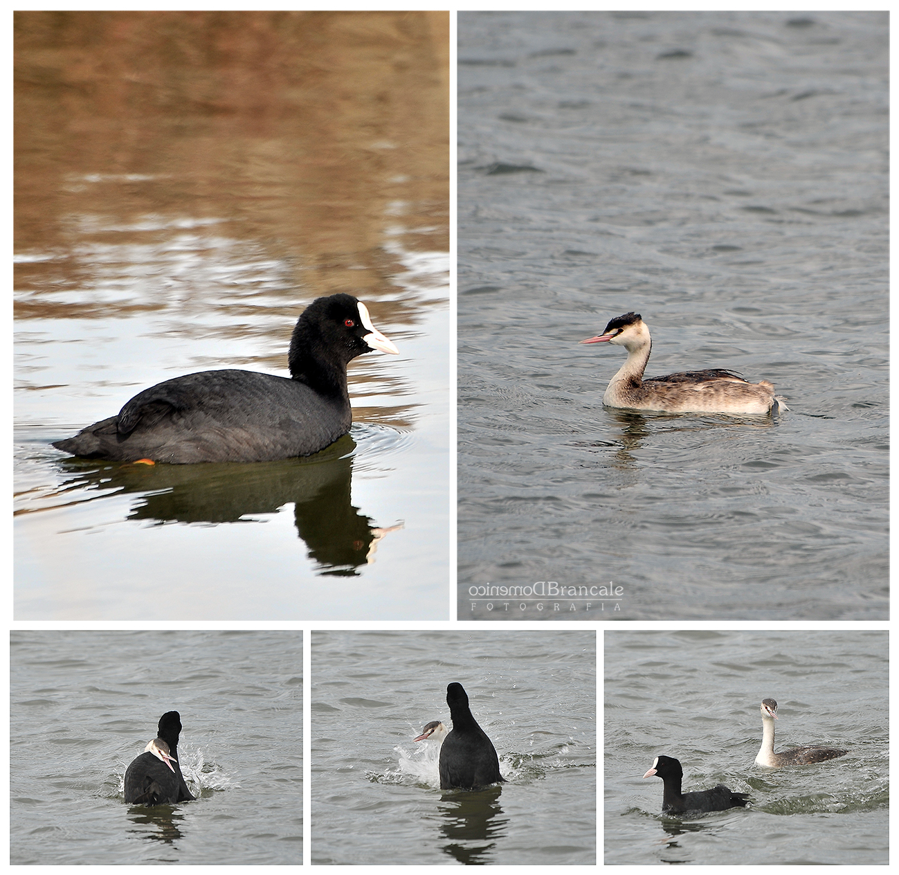 litigio per per la preda
