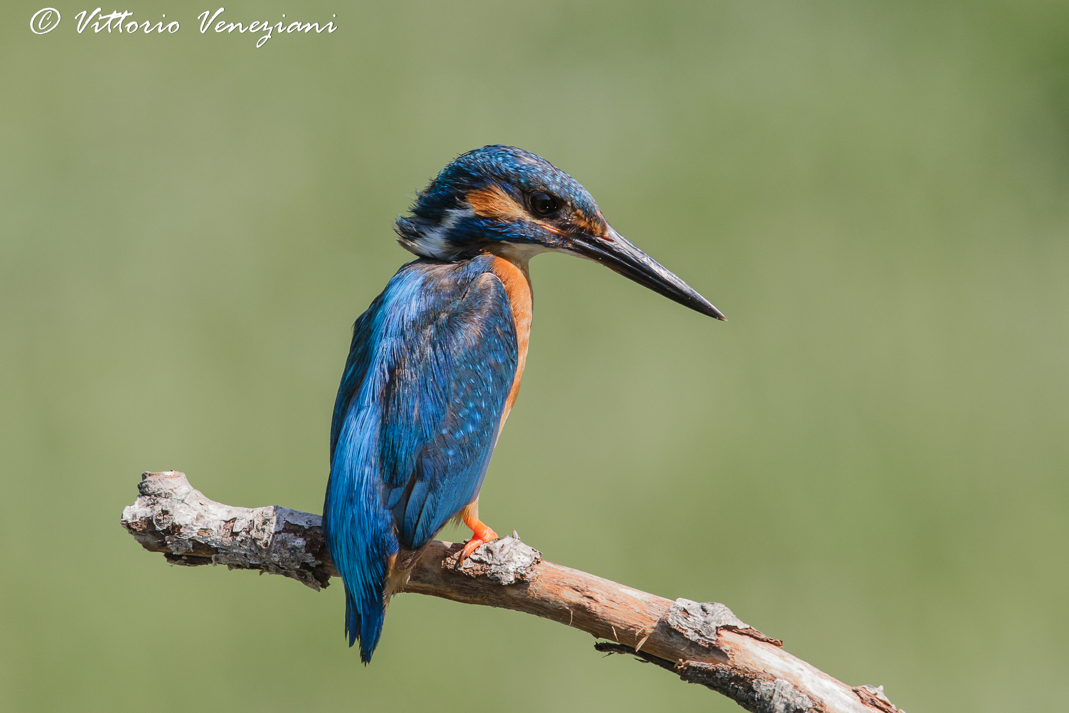 L'eleganza del Martino