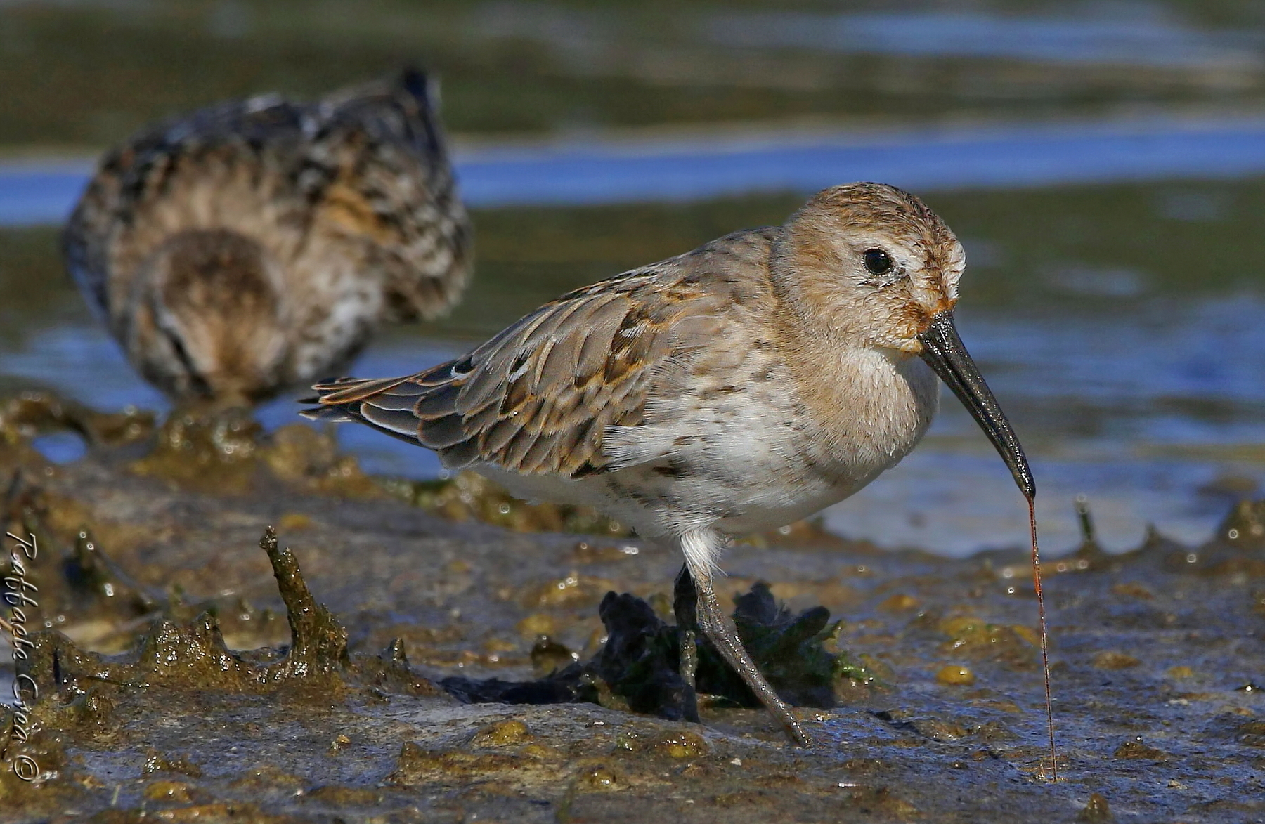 Piovanello Pancianera:Il Pasto