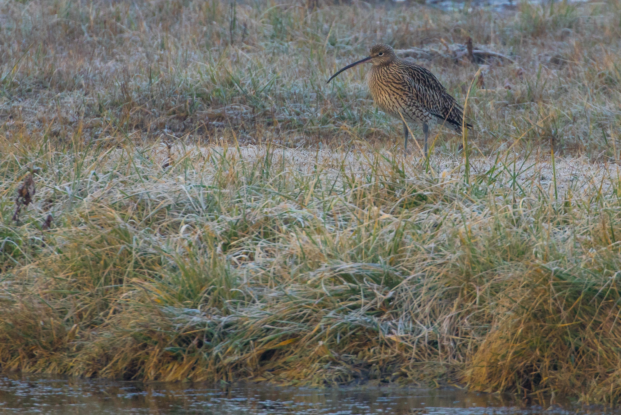 chiurlo...     purtroppo molto distante.
