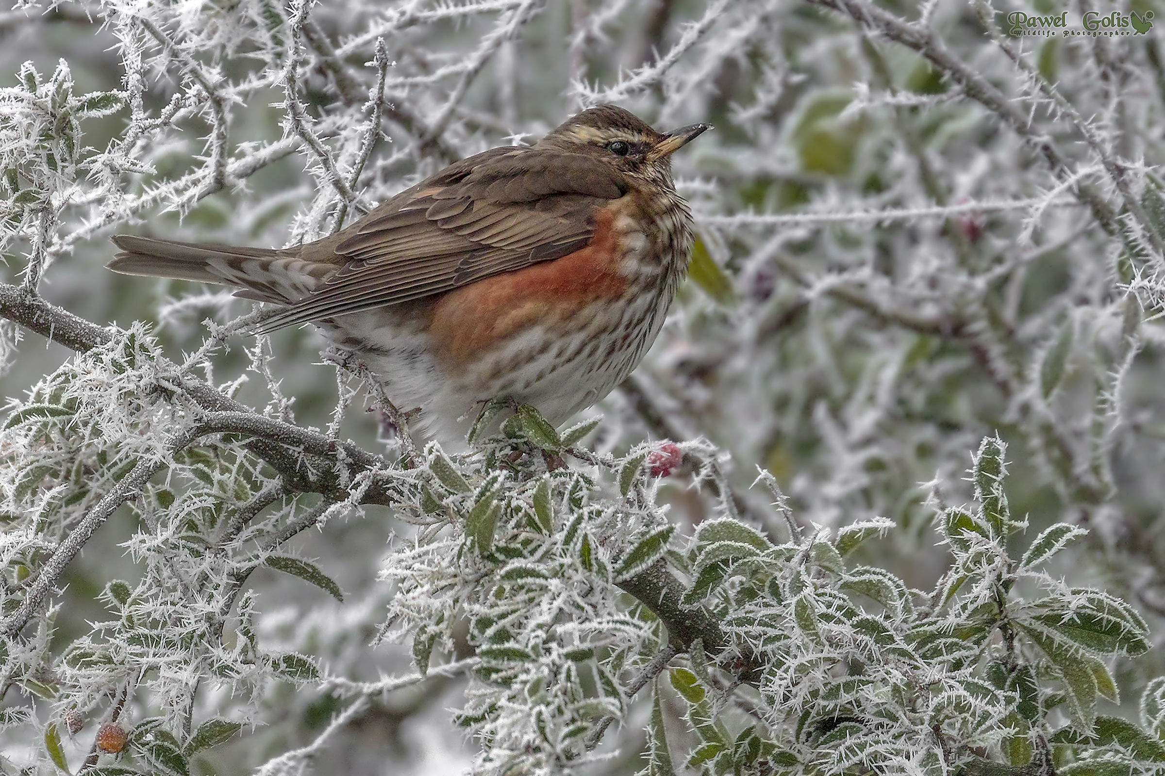 Redwing (Turdus iliacus)