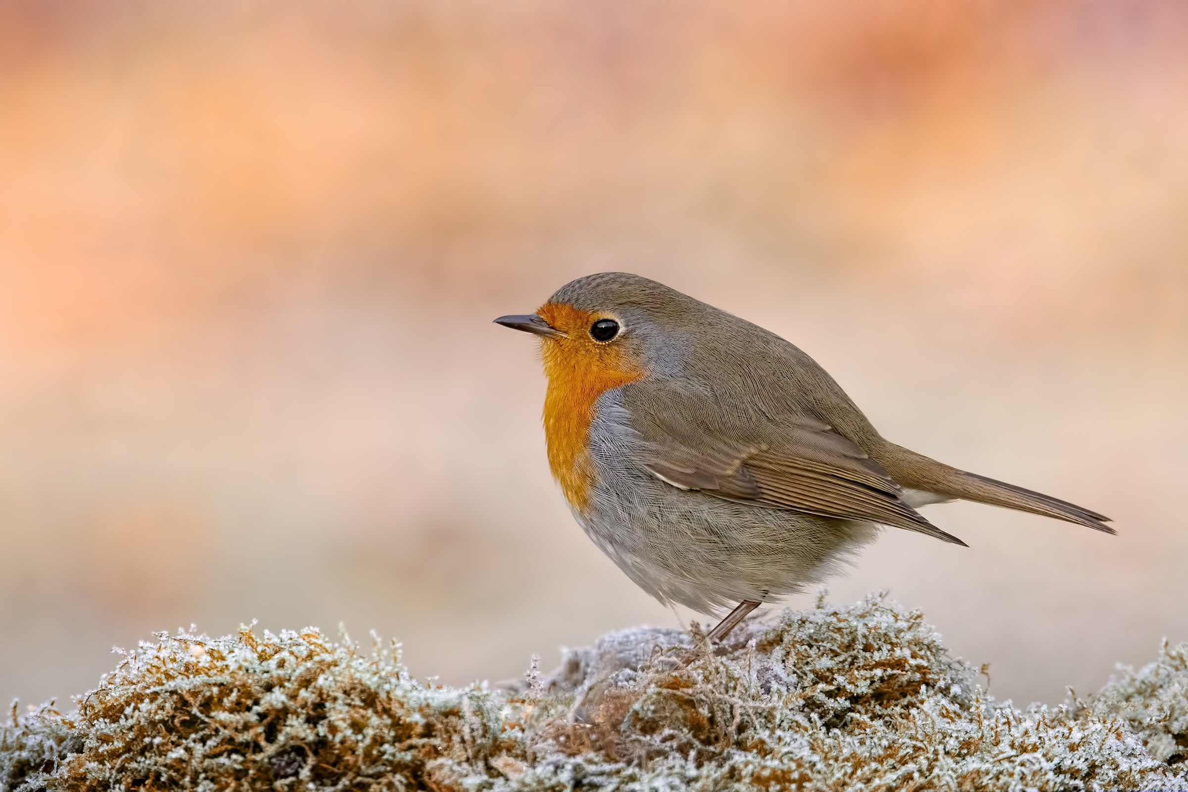 Pettirosso infreddolito - Inverno 2019