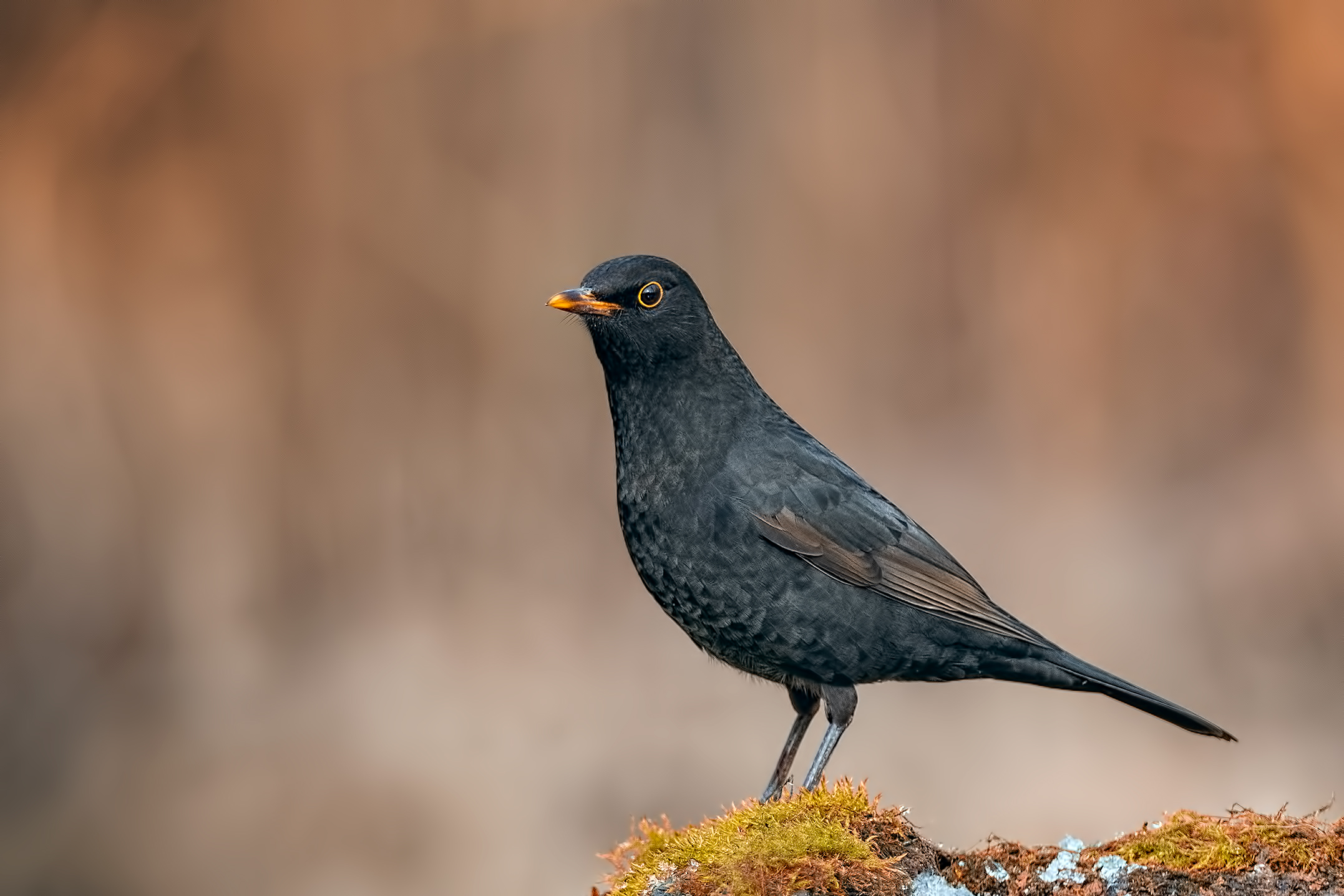 Merlo in ascolto - Inverno 2019