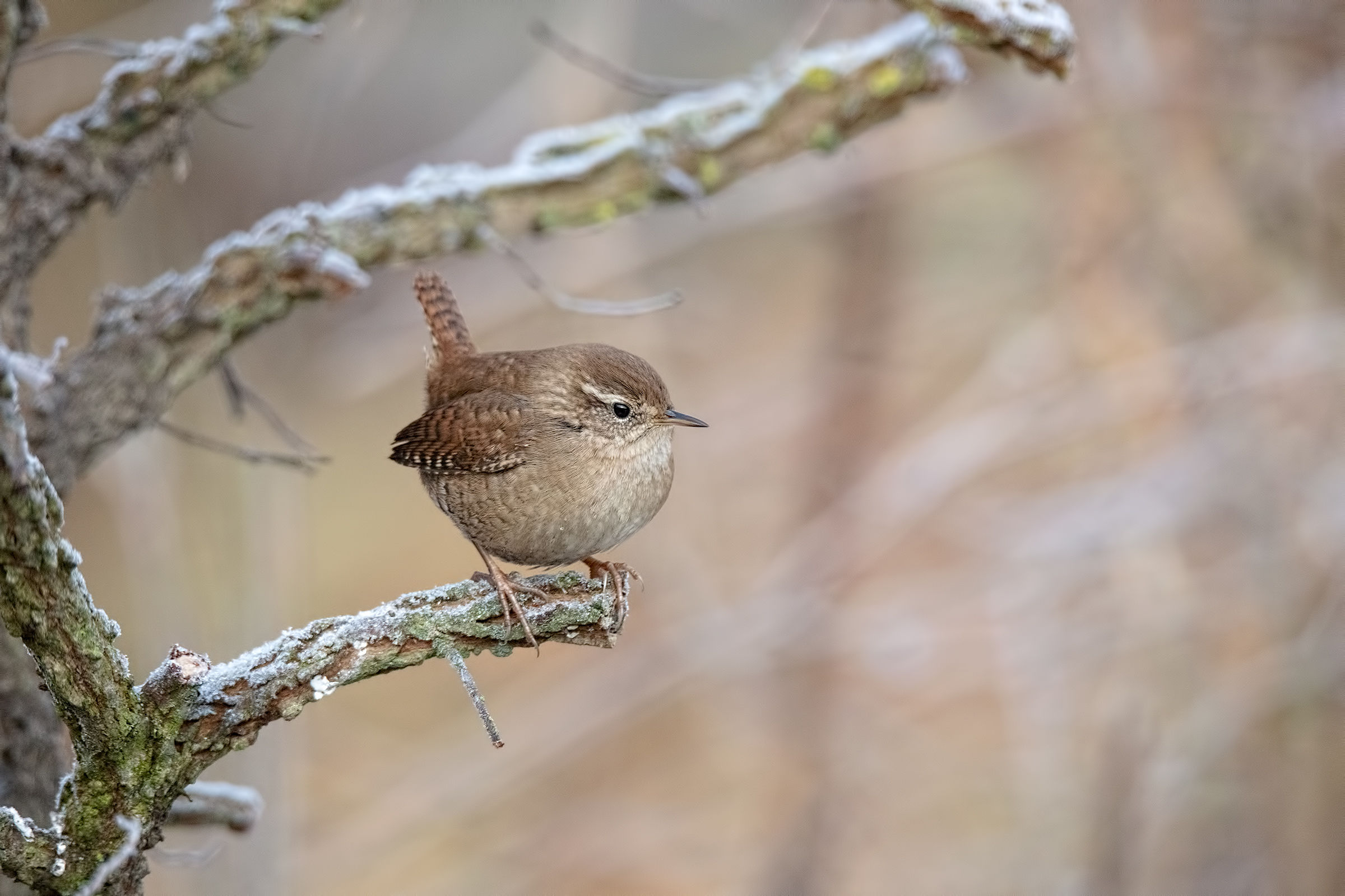 Scricciolo ambientato - Inverno 2019