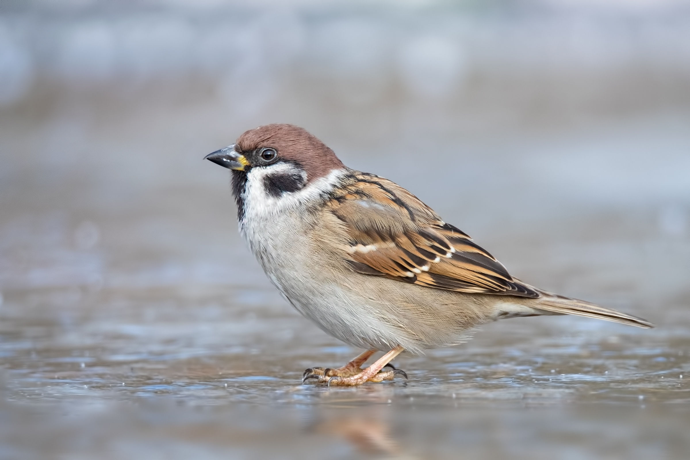 Passera mattugia "on ice" - Inverno 2019