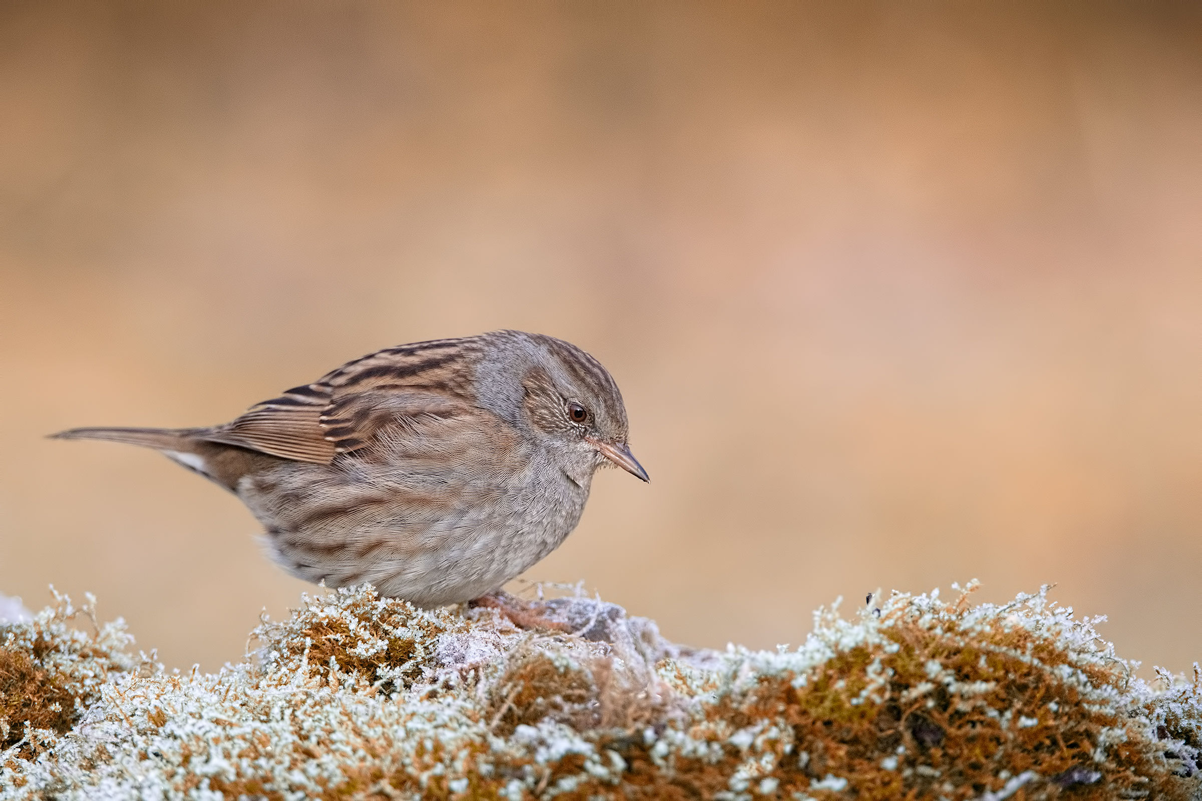 Passera Dunnock