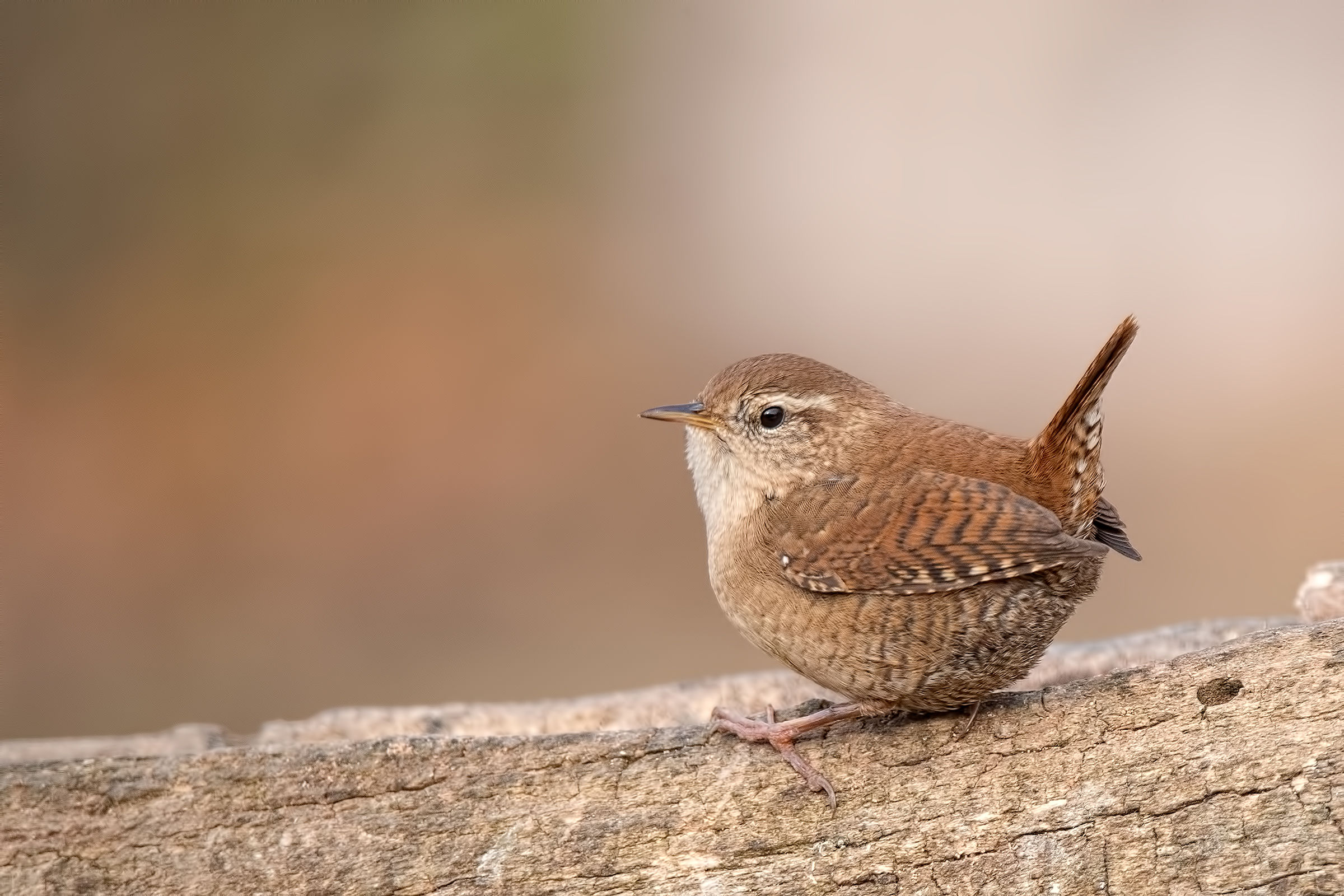 Wren