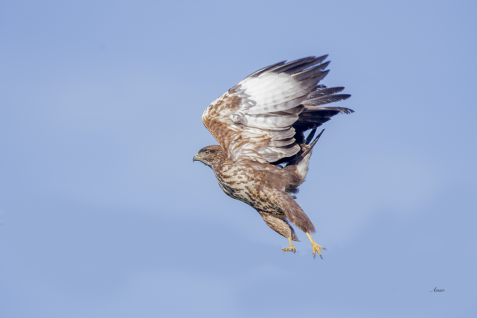 Buzzard in Momentum