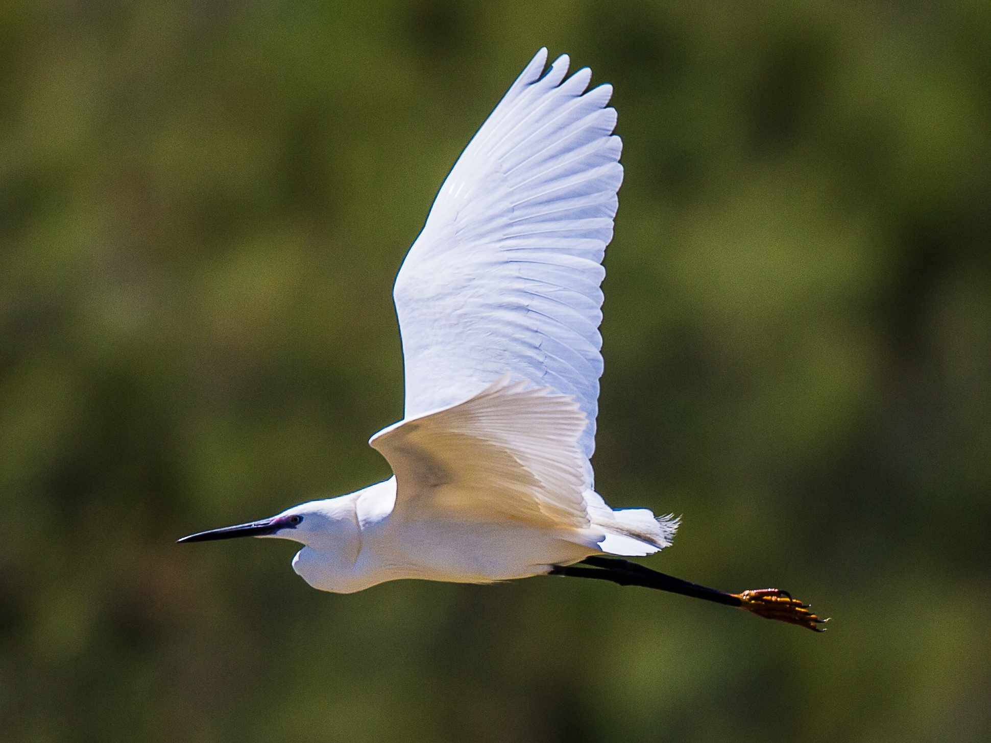 The flight of the Eggonet