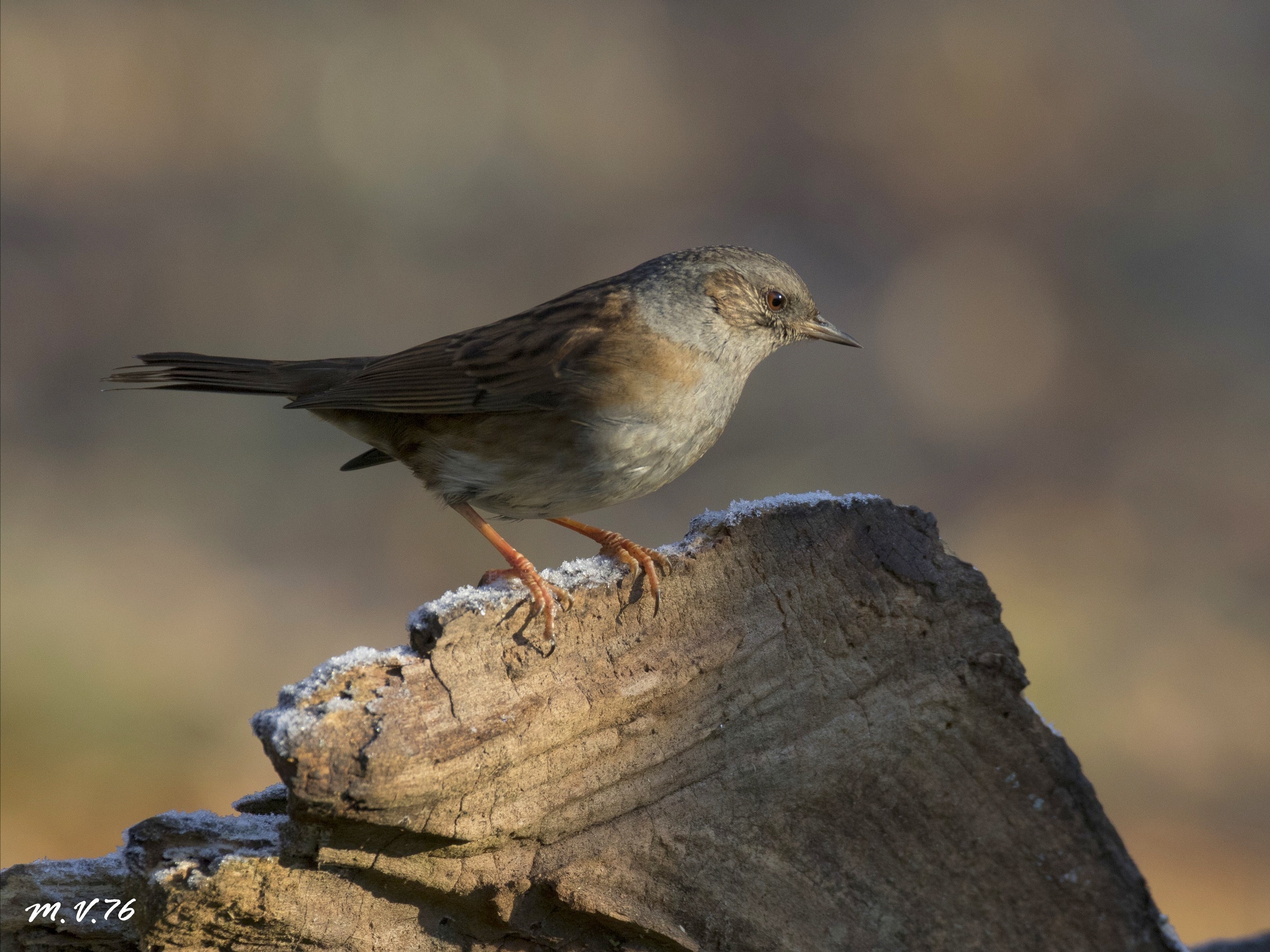 Passera scopaiola - Prunella modularis