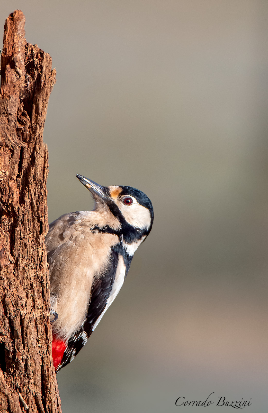 Picchio rosso femmina