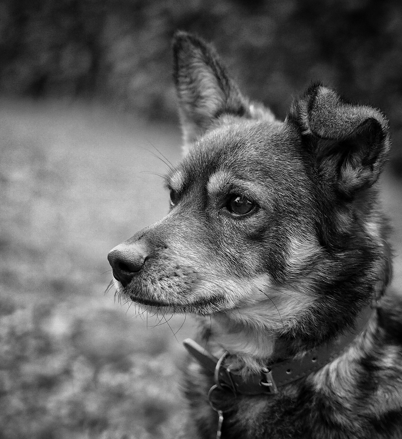 Pepe black and white