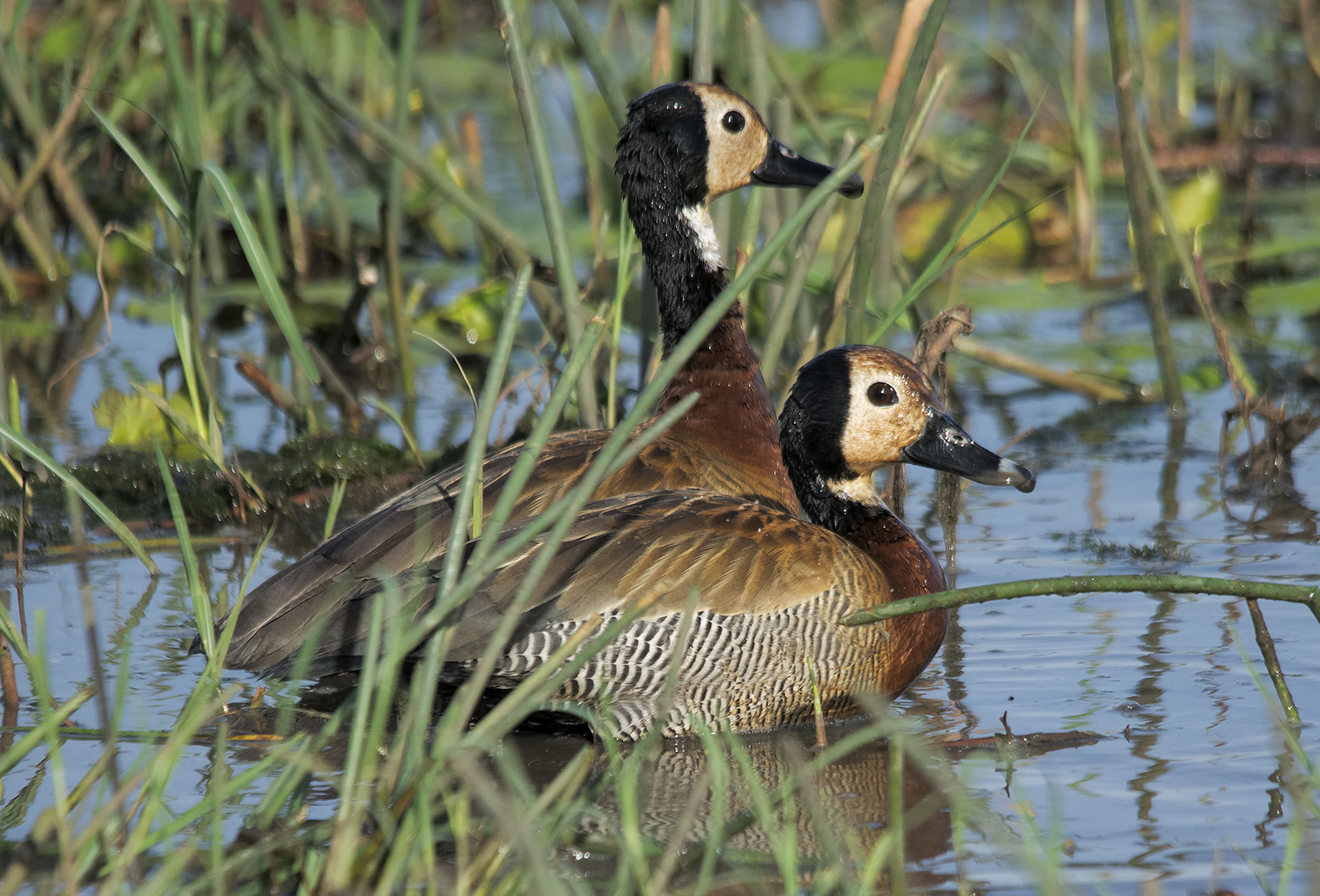 Dendrocigna facciabianca - Anseriformes: Anatidae - Den