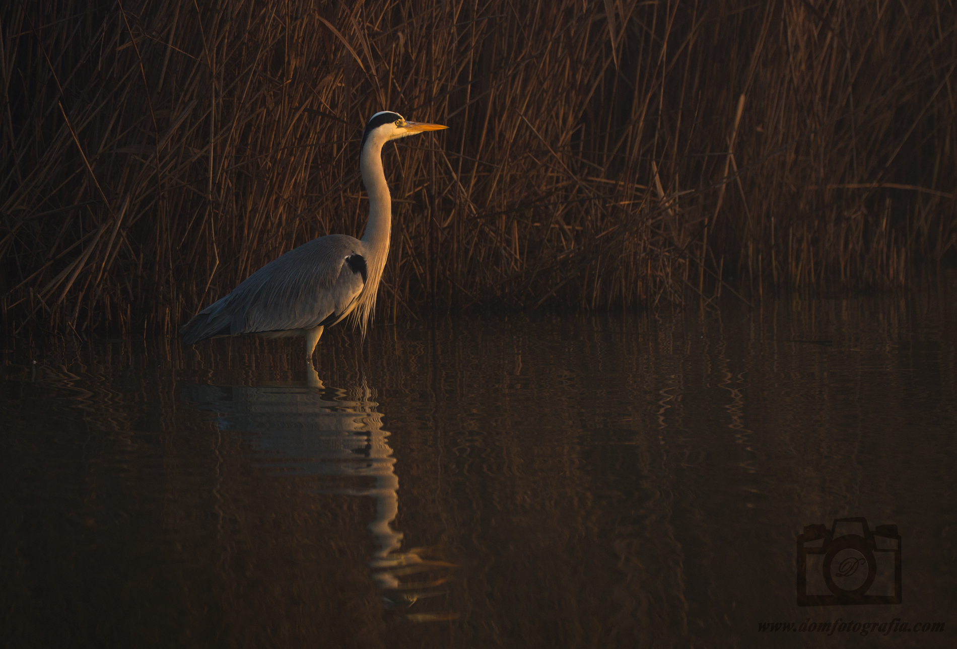 Ardea cinerea