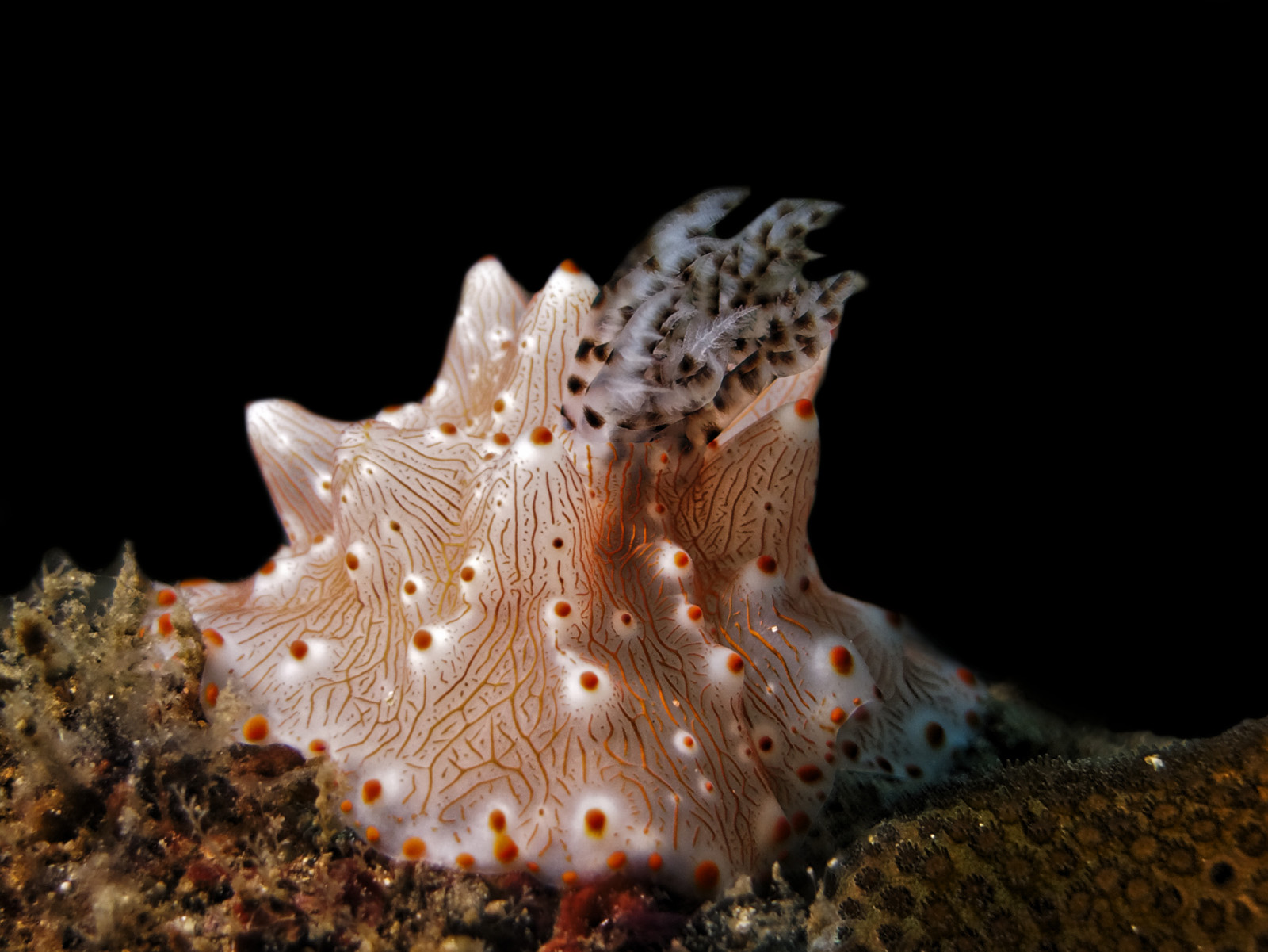 Nudibranco Halgerda malesso