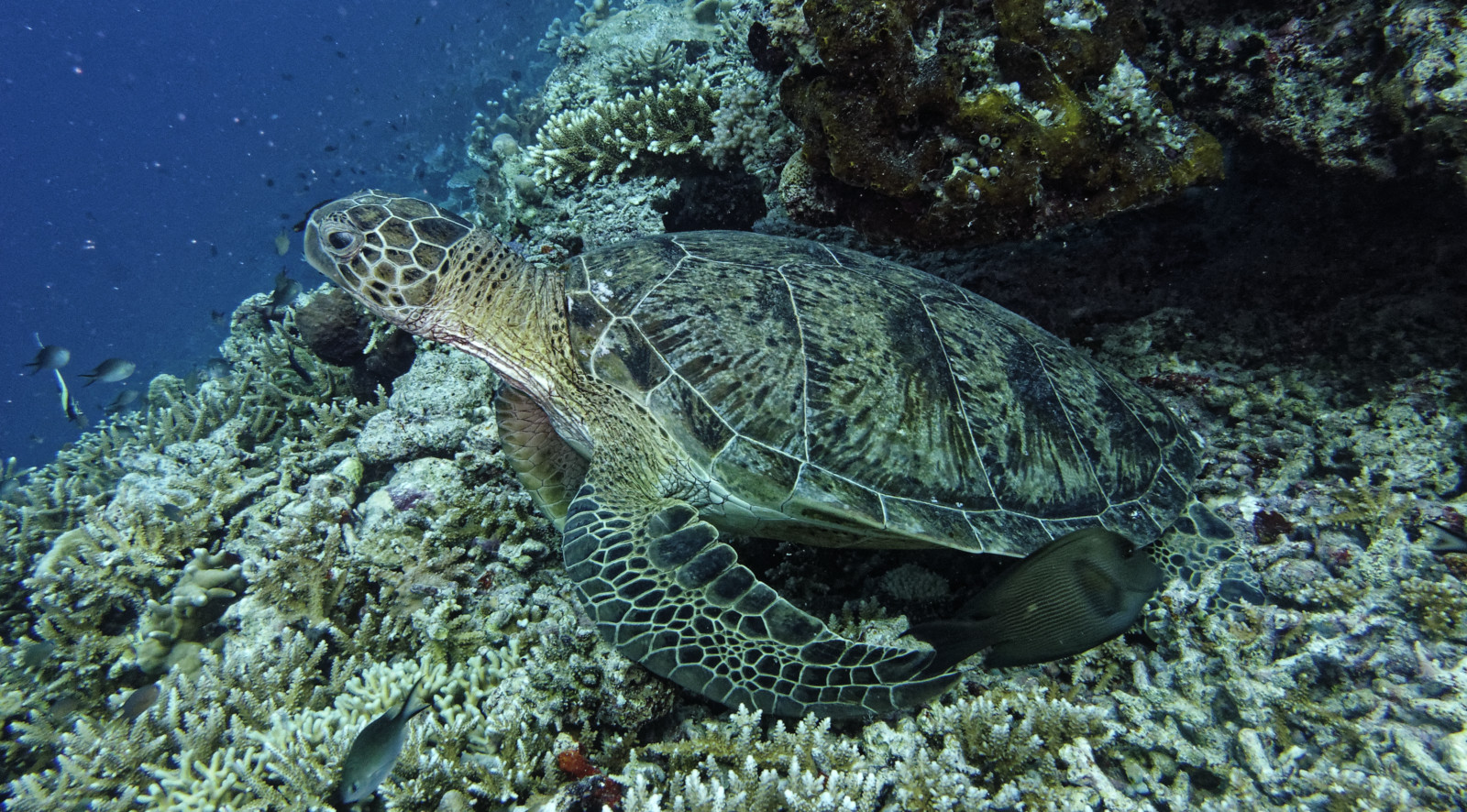 Tartaruga verde Chelonia mydas