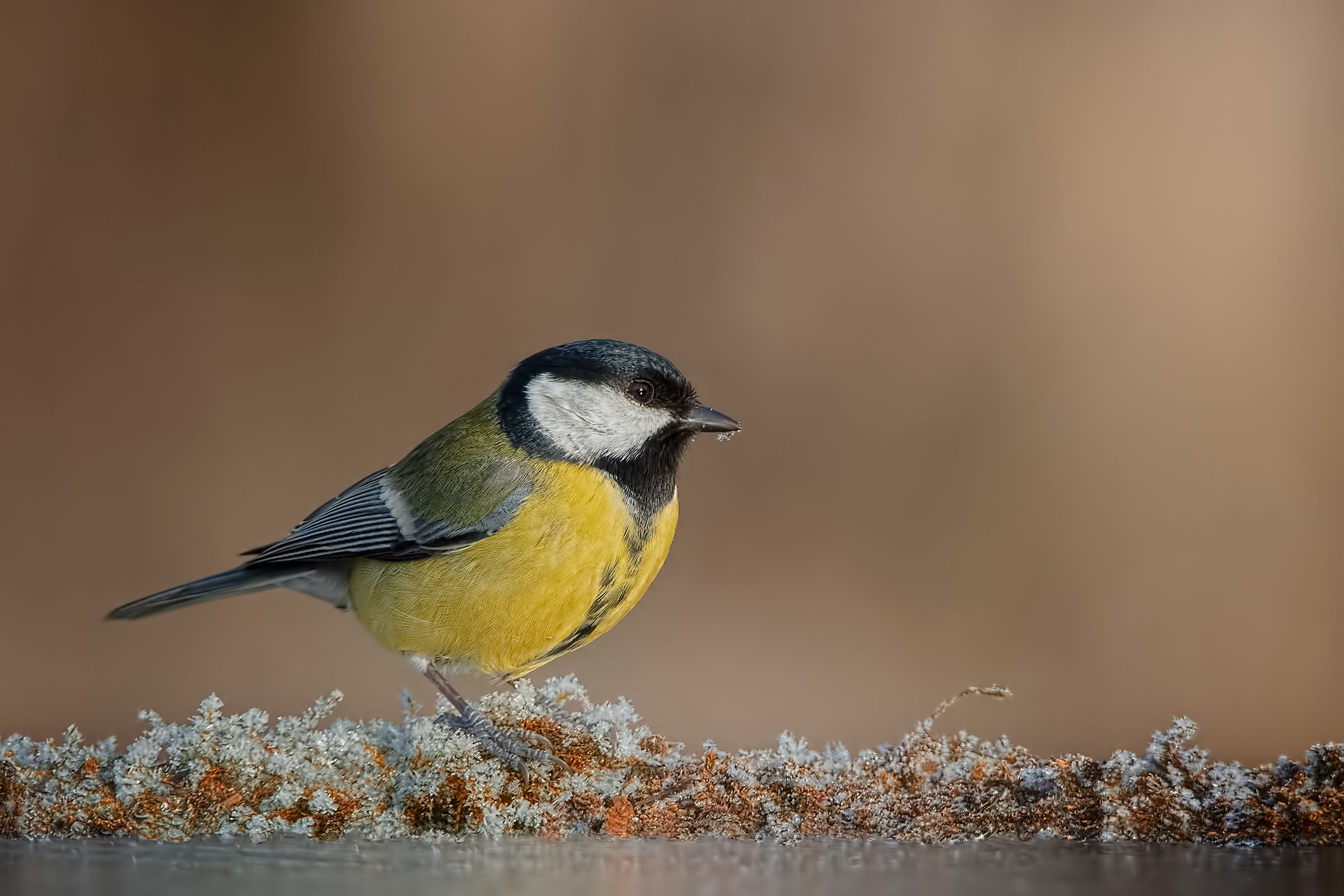 Cinciallegra - Inverno 2019