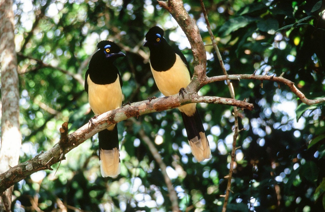 Una coppia a Foz do Iguacu