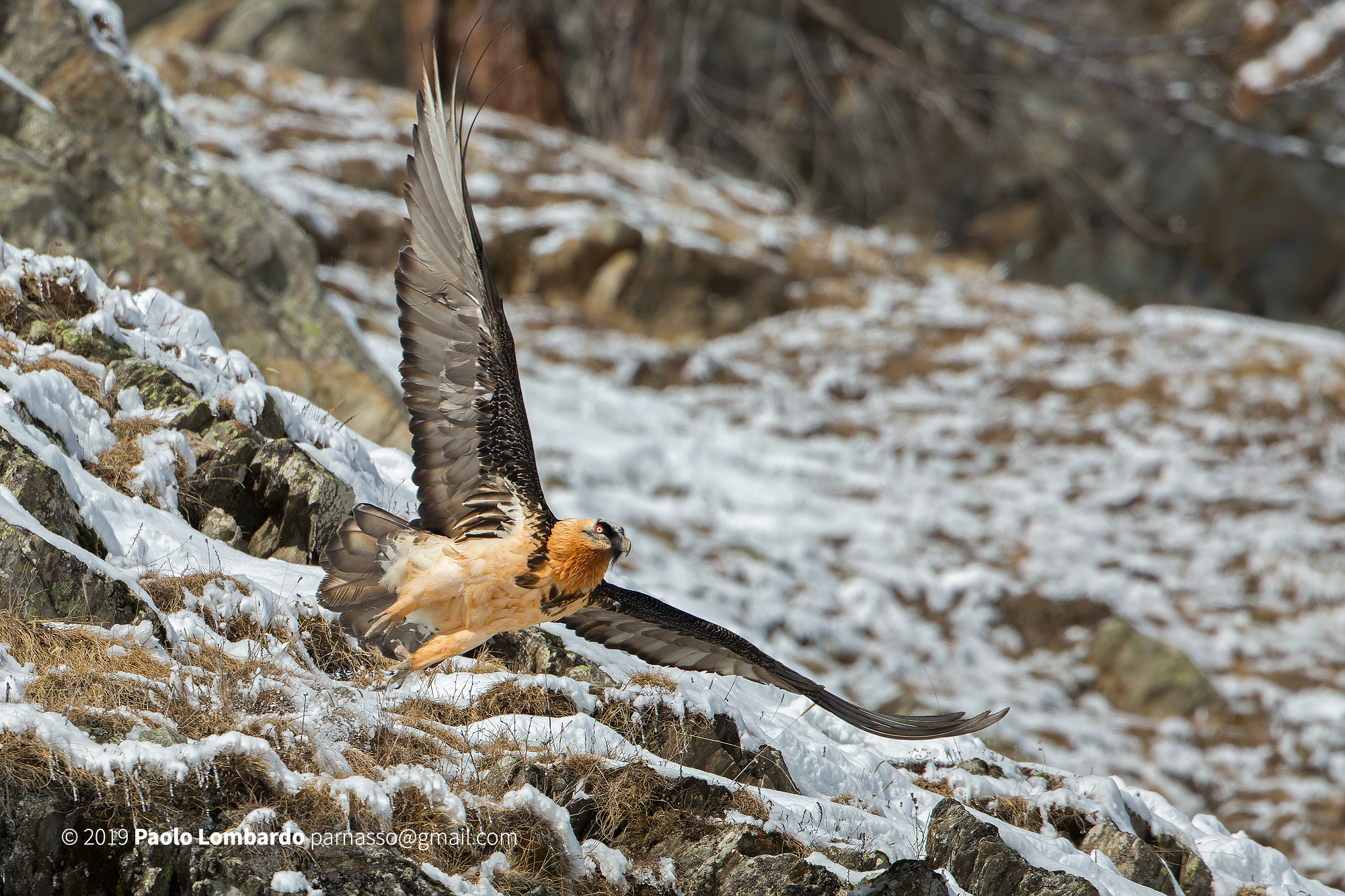 Gypaetus barbatus - Bearded vulture - Gipeto