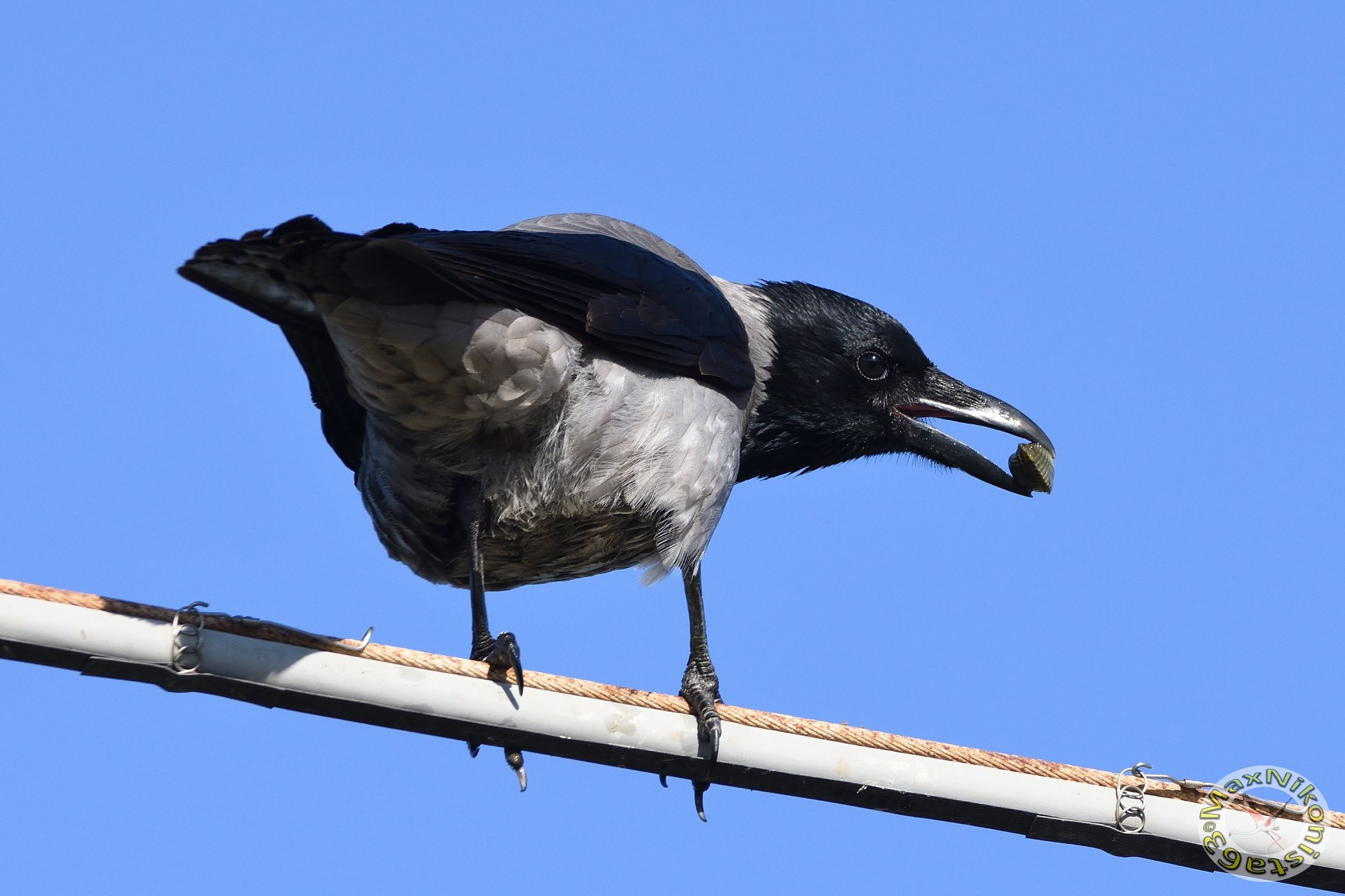 The edule in the beak