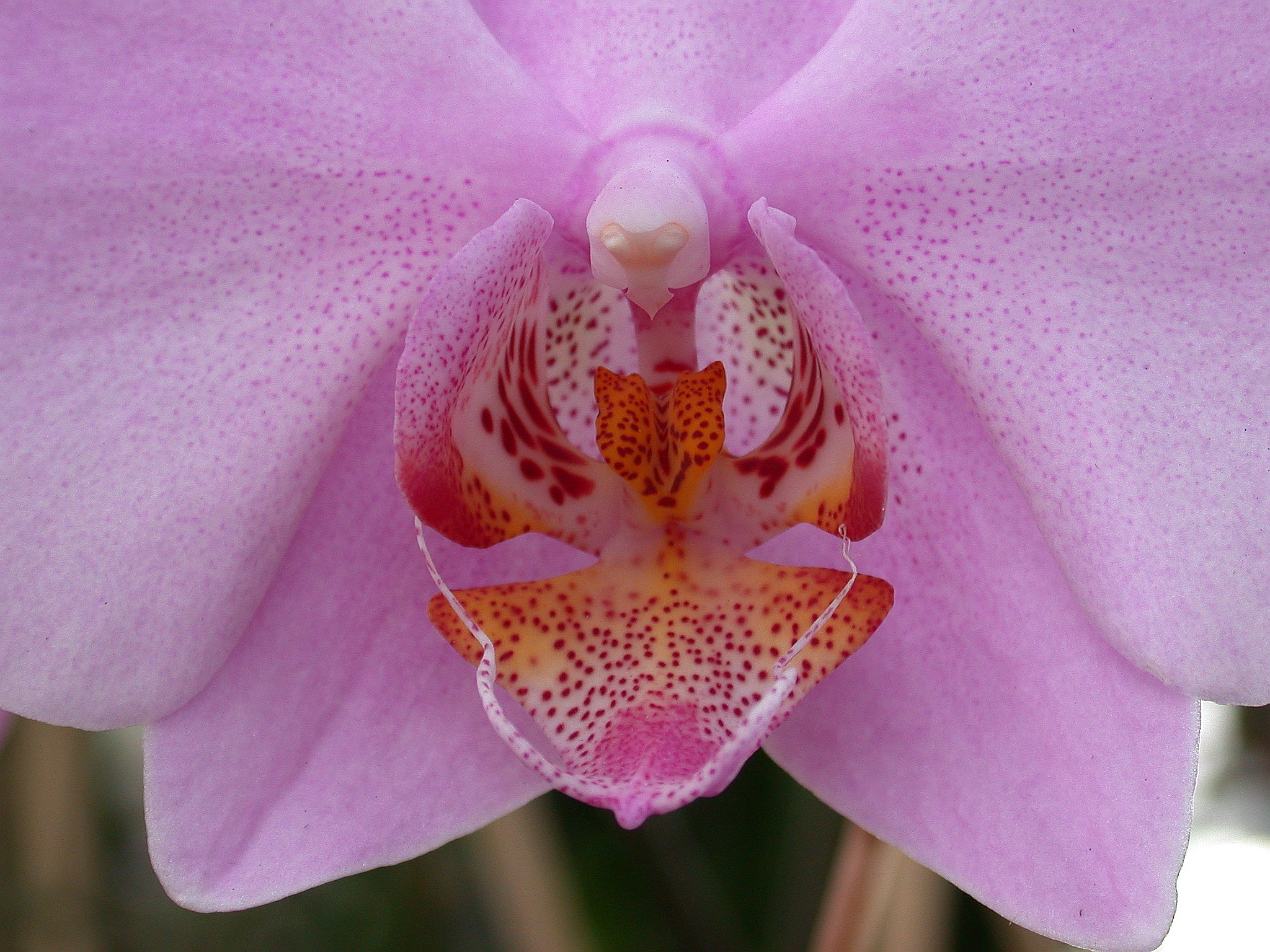 Orchid