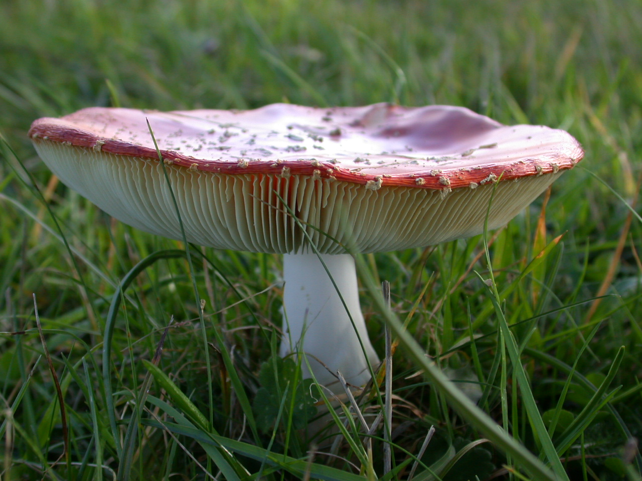 Amanita