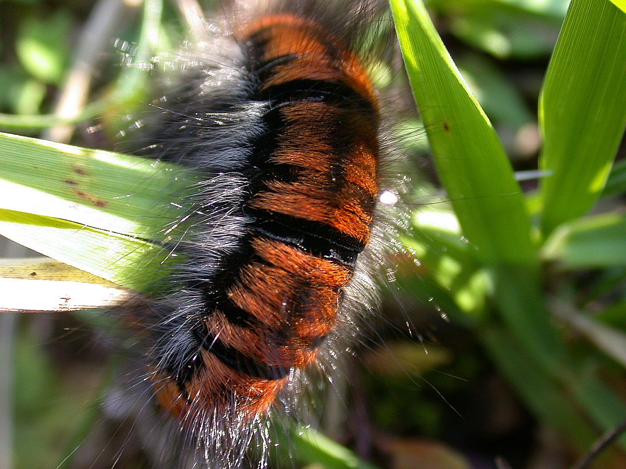 Caterpillar