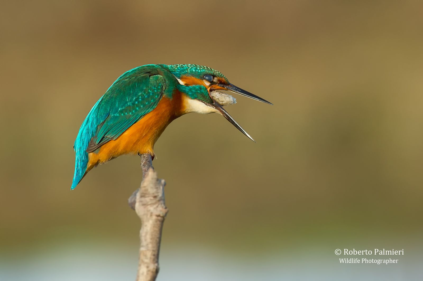 Kingfisher Expulsion of the Borra