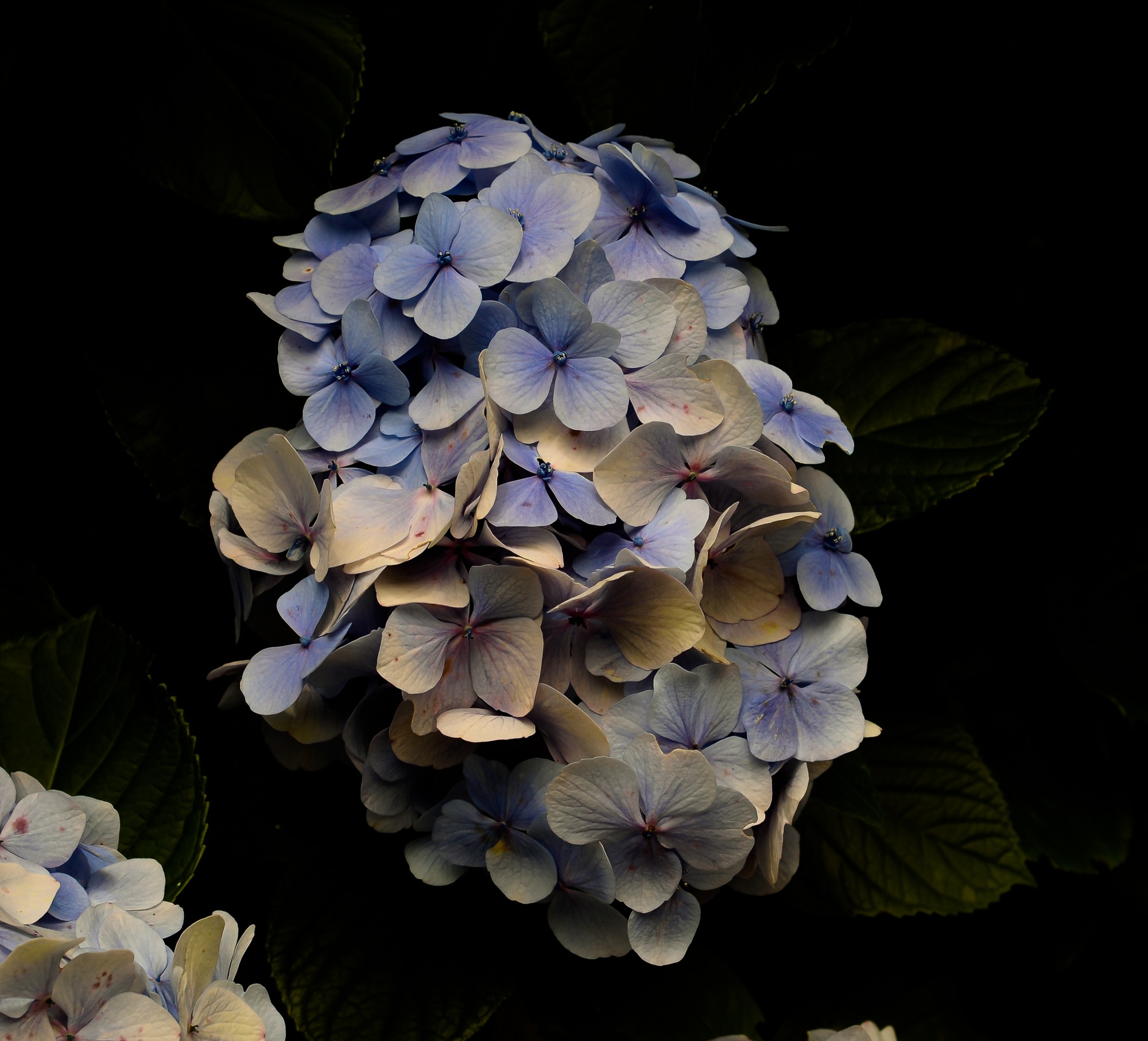 Hydrangea arborescens.