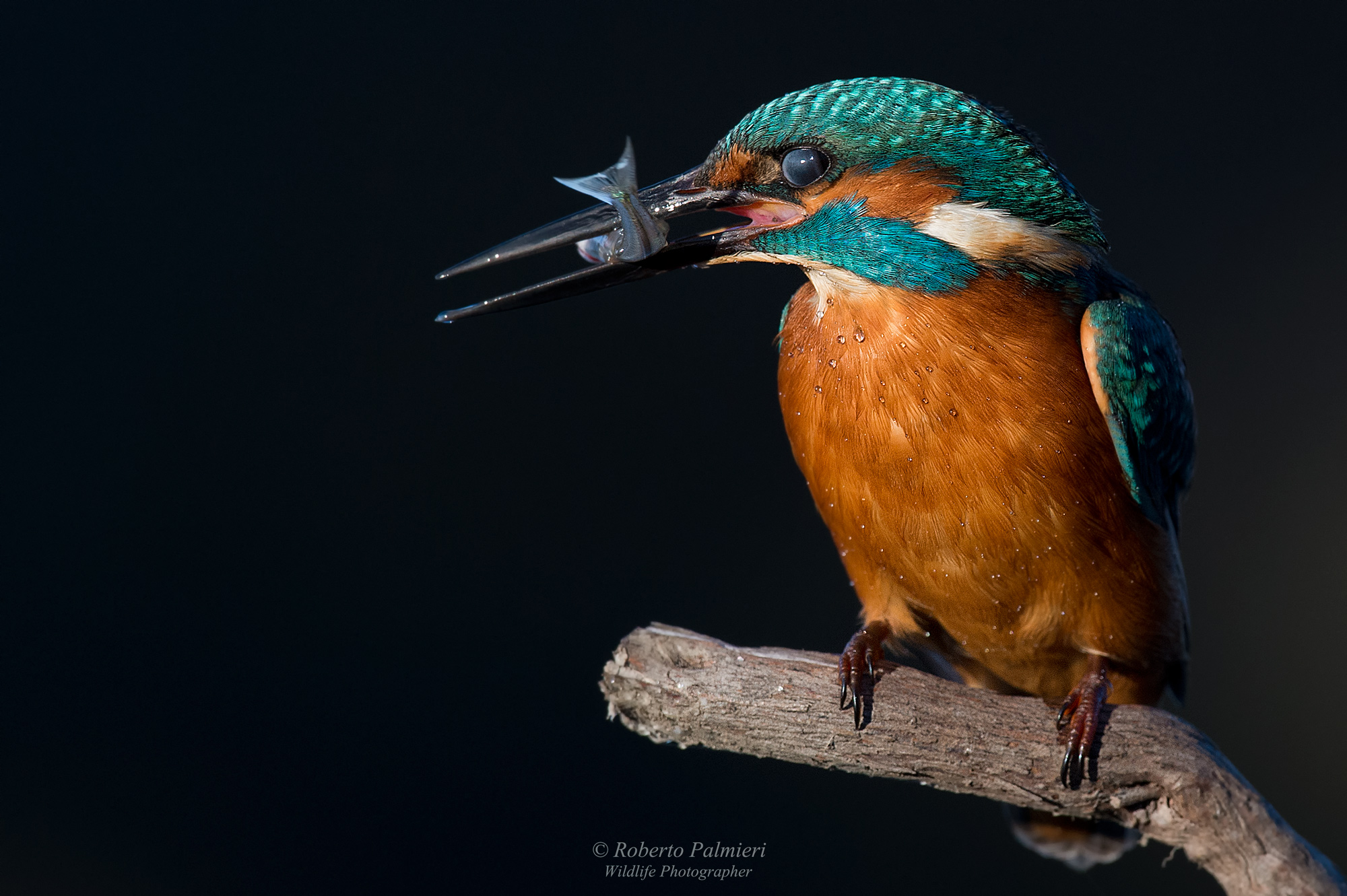Kingfisher with fish