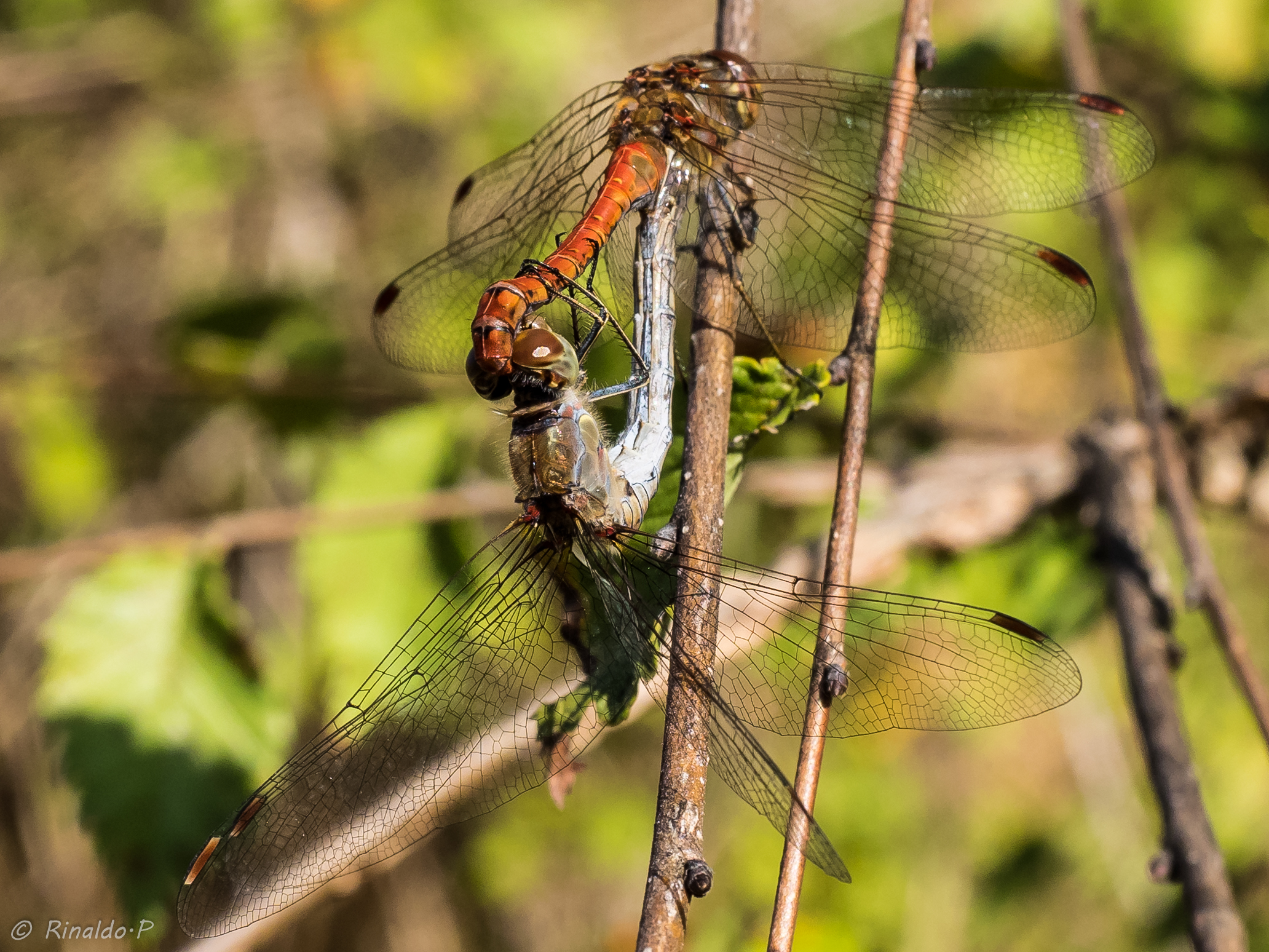 libellule in accoppiamento 1