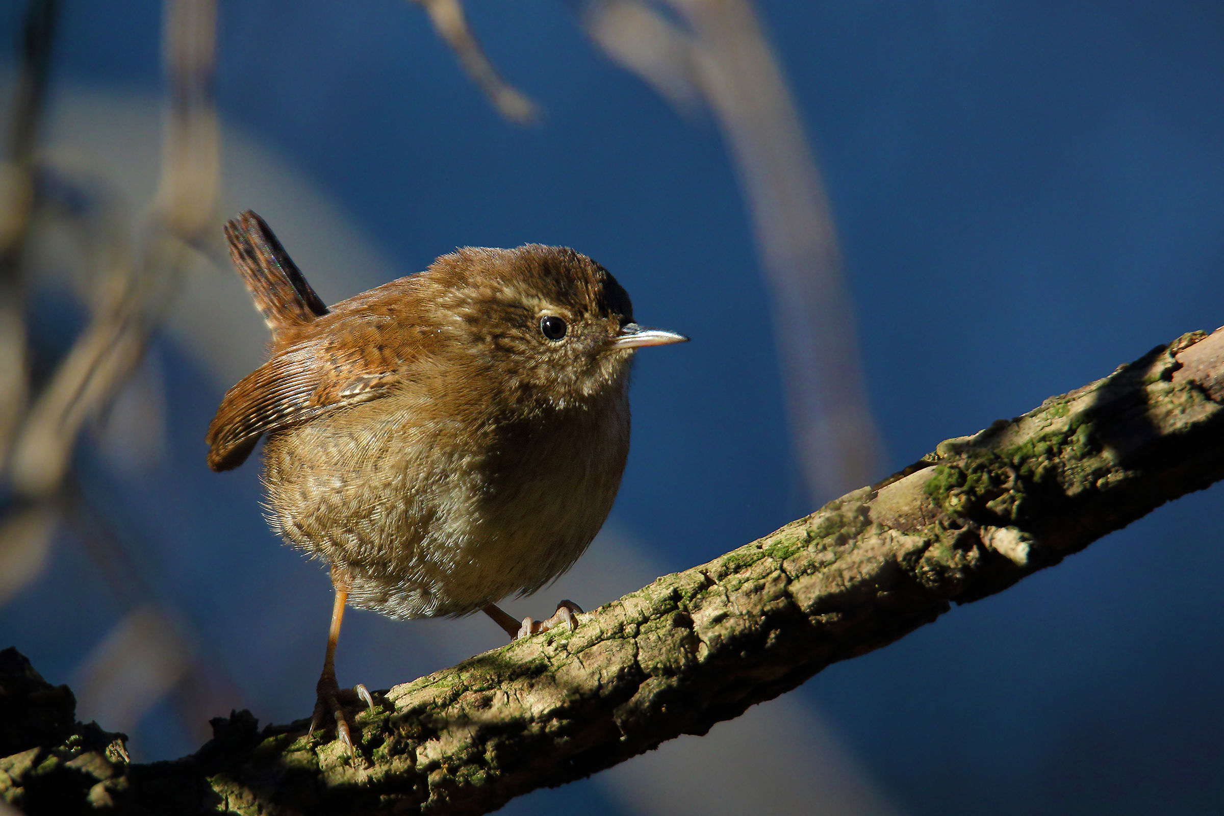 Wren